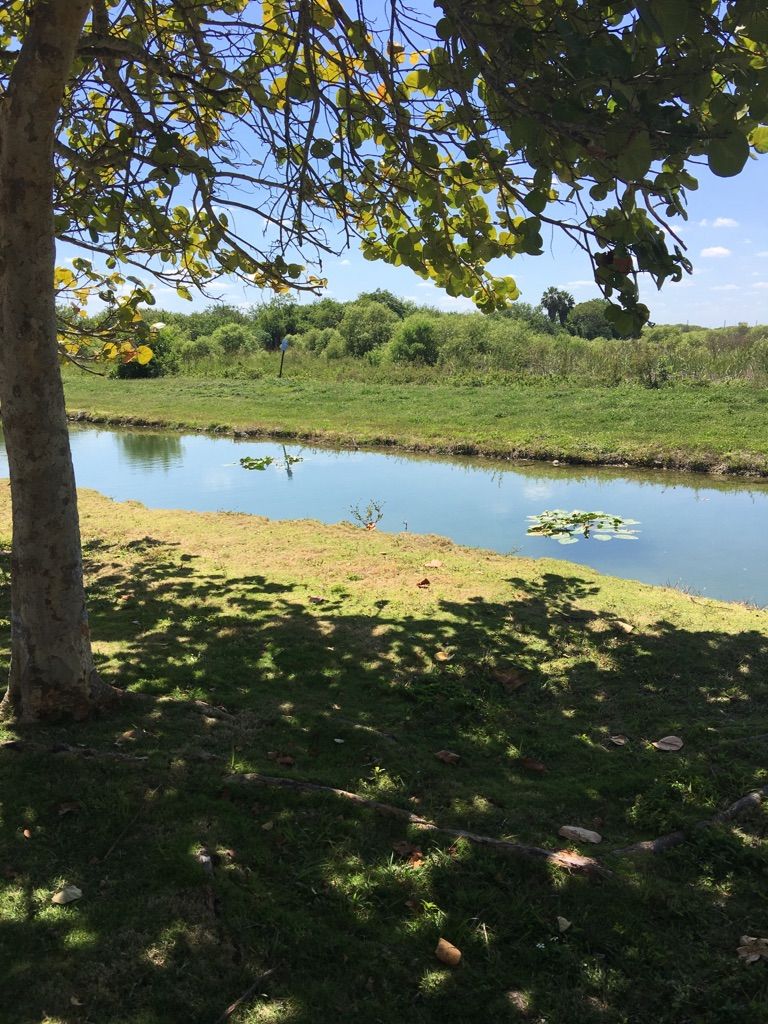Sunny view of a calm waterway with green banks, foreground tree, and lily pads. - Black Creek Canal Trail – Old Cutler Trail loop from Palmetto Bay