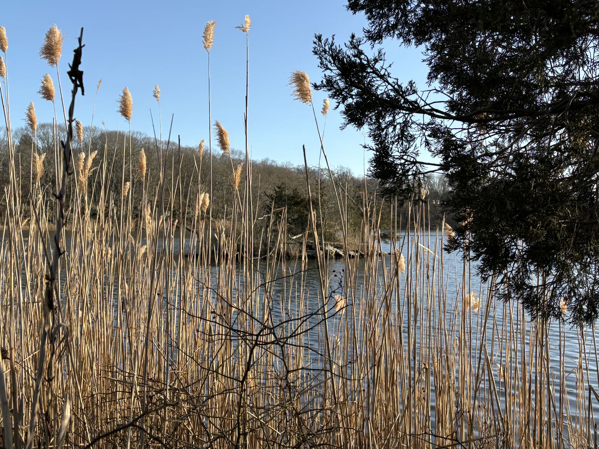 Tall golden reeds frame a calm body of water on a sunny day. - Hotchkiss Cove Beach – Guilford Historic Town Center loop from East Haven
