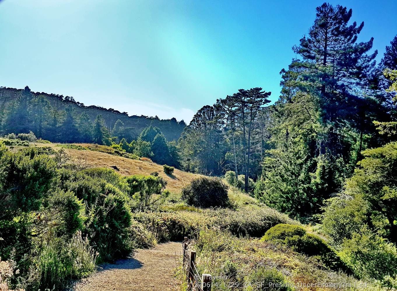 Sunny dirt path winding through green and dry hills with tall trees. - Ecology Trail and Lovers' Lane Loop
