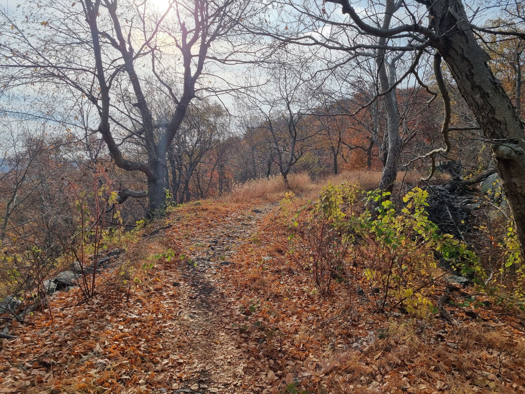 Leaf-covered trail winding through a sparse autumn forest with bright sunlight. - Timp-Torne Trail and Dunderberg Spiral Railway and Loop