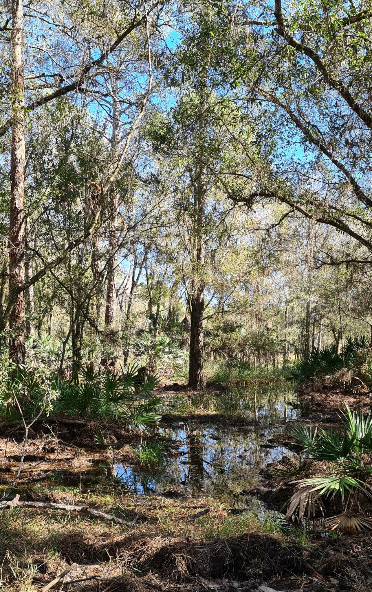 Sunlit forest wetland with trees reflecting in still water. - Wilderness Park Main Trail Loop