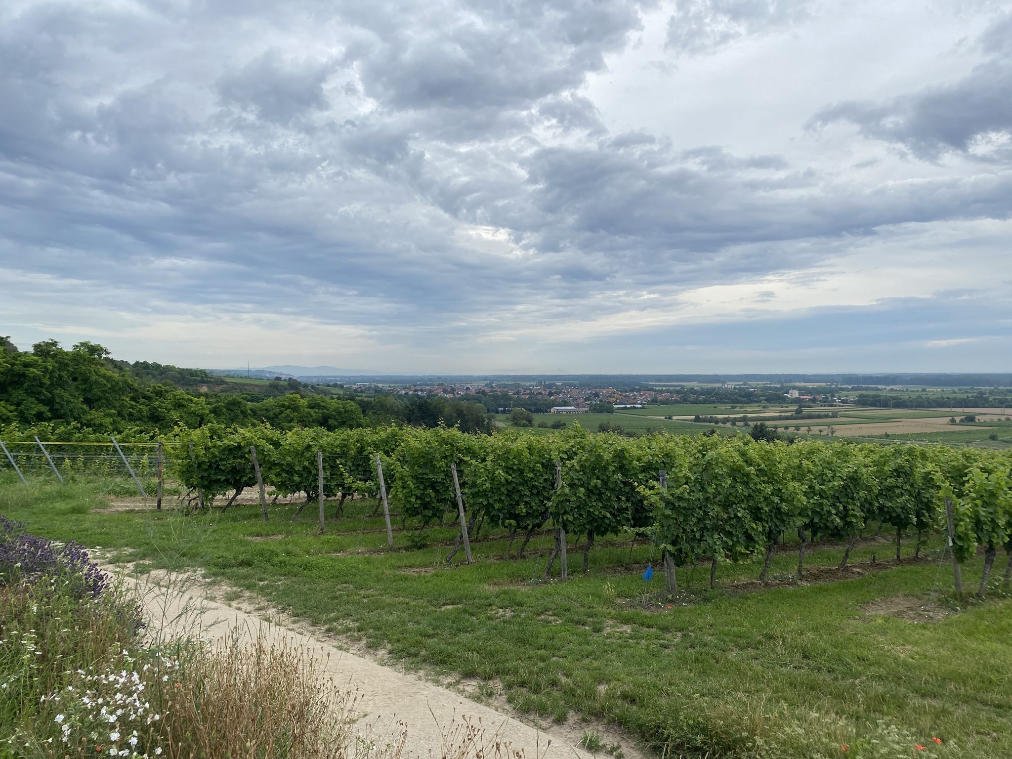 Blick ins Rheintal