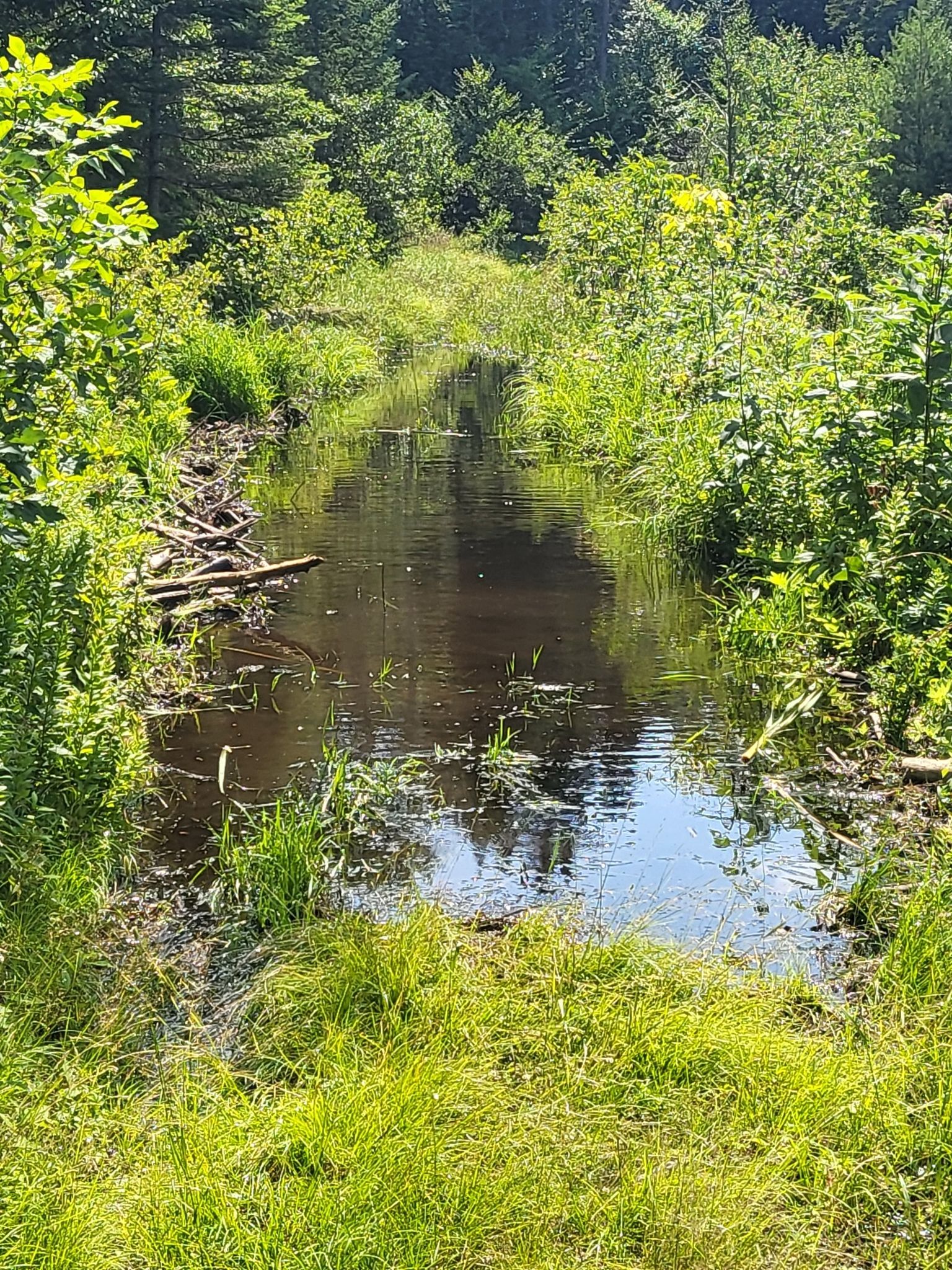 A narrow stream or wet path through dense green forest vegetation. - Moose Brook State Park loop from Moose Brook State Park