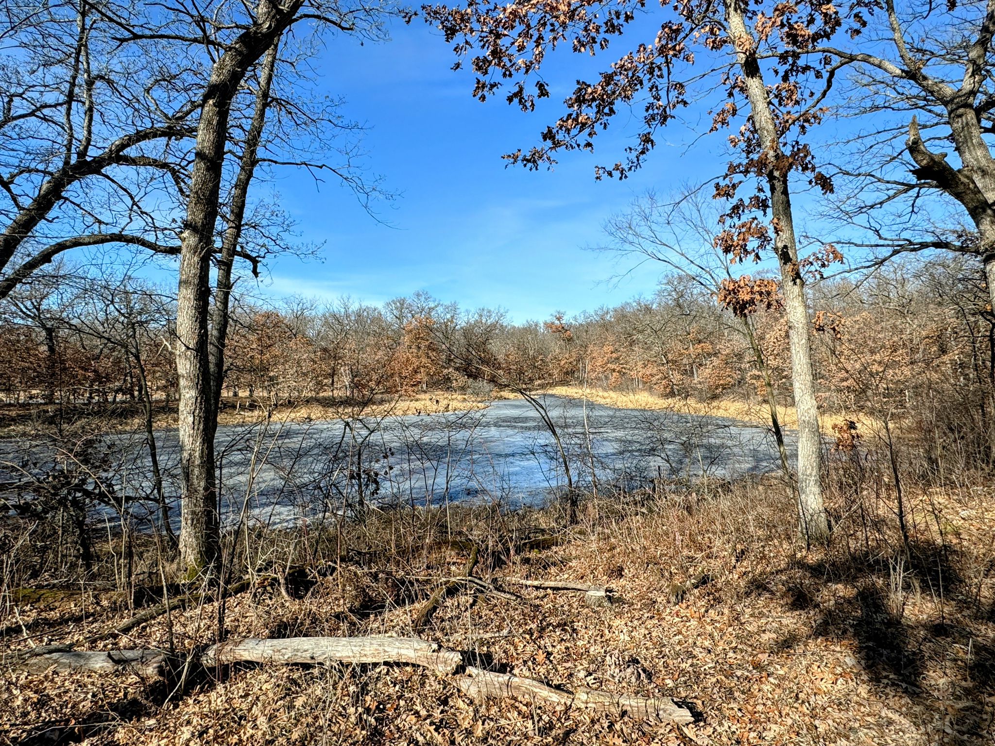 Frozen pond surrounded by bare trees and dry grass under a clear blue sky. - Voyageur Trek