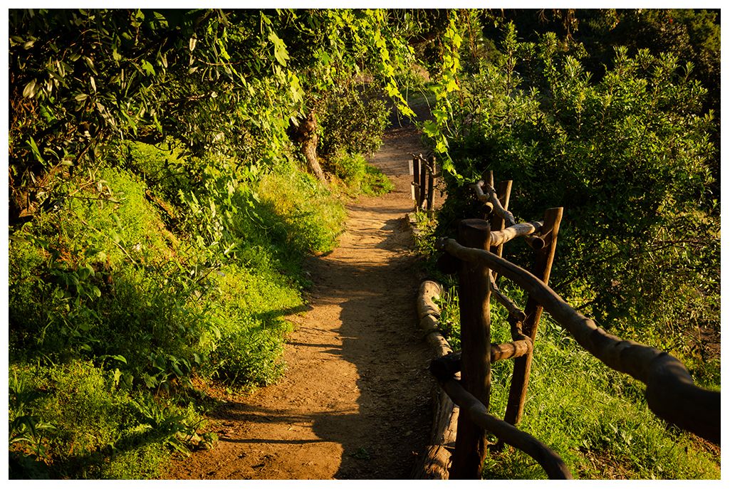 A sunlit dirt path winds through lush green foliage with a rustic wooden fence. - Oak Trail and Garden Loop