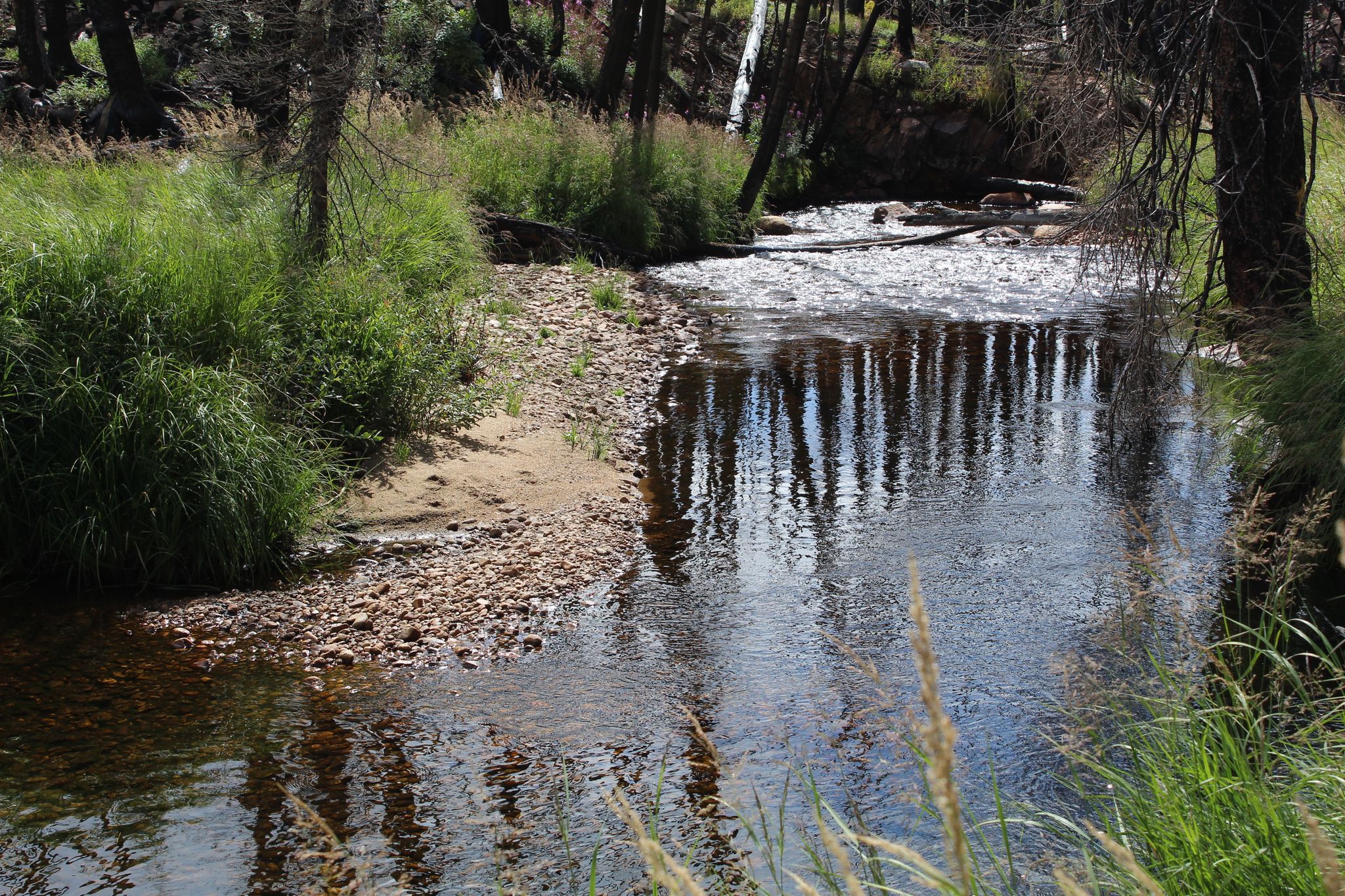 A shallow stream flows through a forest, reflecting trees, with green grass on banks. - Tonahutu Creek Trail