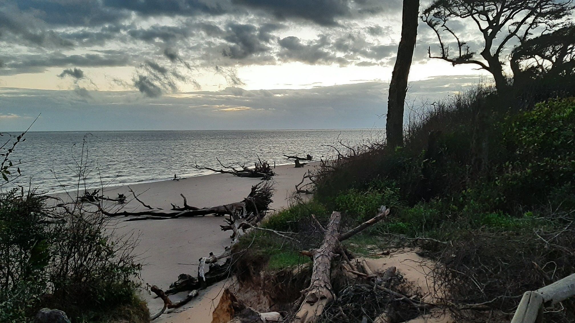 Driftwood scattered on a sandy beach under a dark, cloudy twilight sky. - Timucuan Trail and Blackrock Trail
