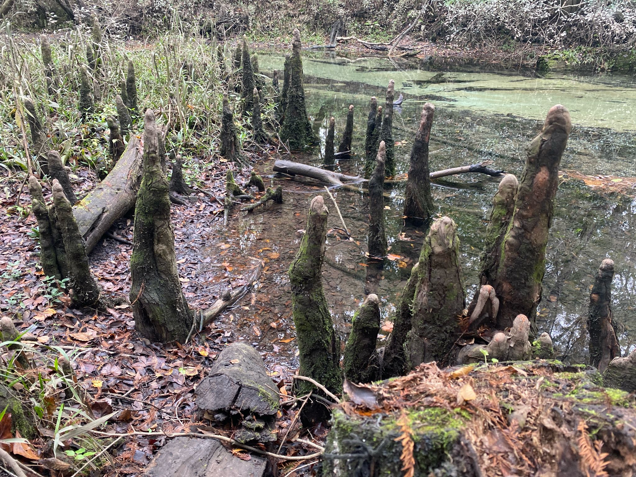 Numerous mossy cypress knees emerge from shallow, murky swamp water. - Spring Run and Sandy Creek Trails