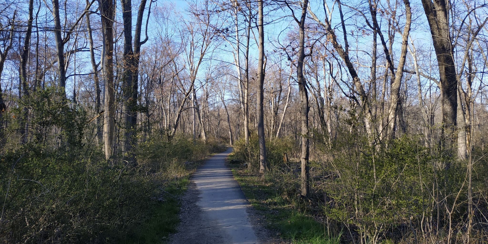 A sunlit path winds through a forest of bare trees and green bushes. - Holmes Run Stream Valley Park Walk