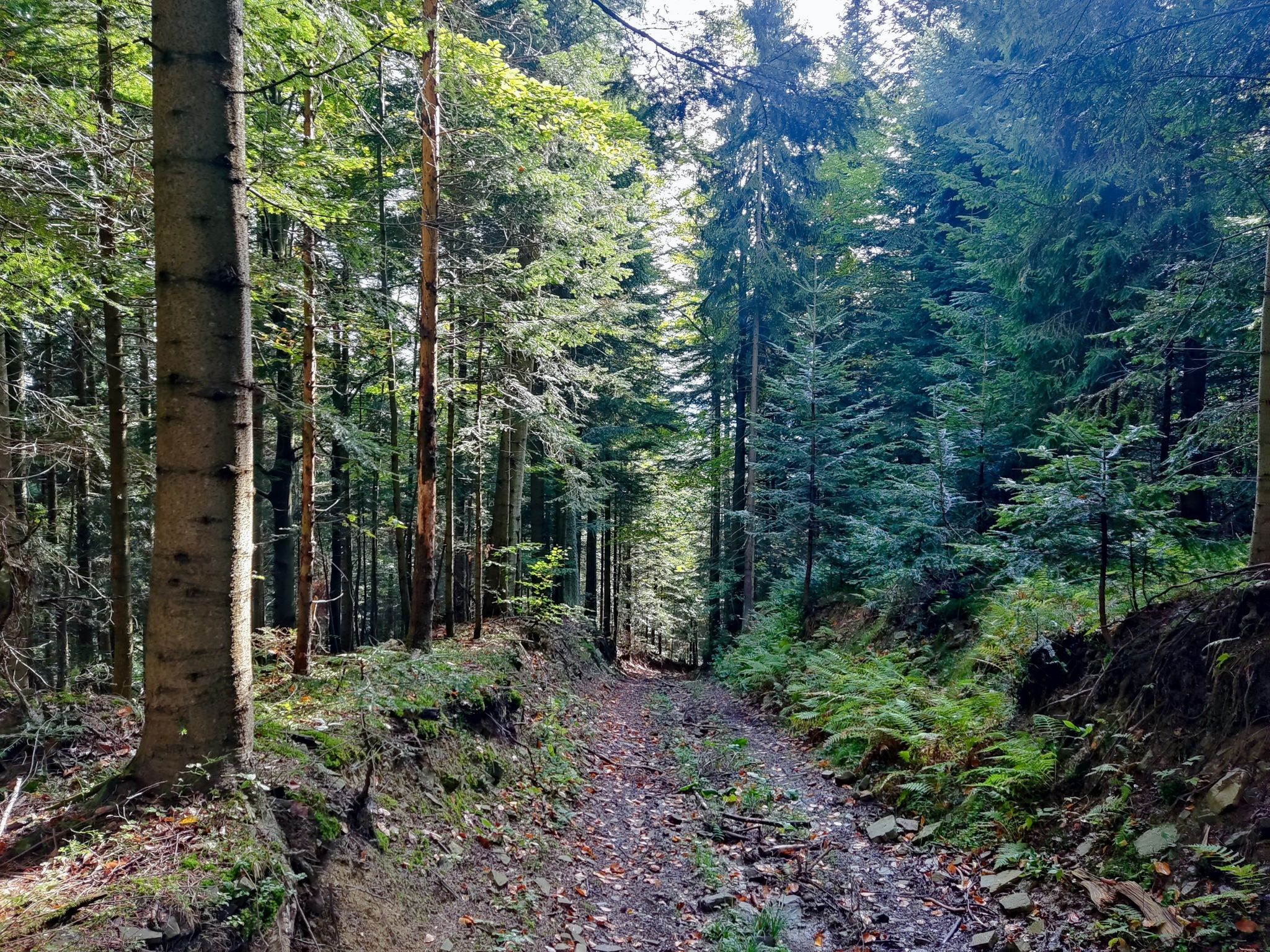 Kamienie i stromo. Tylko pieszo.
