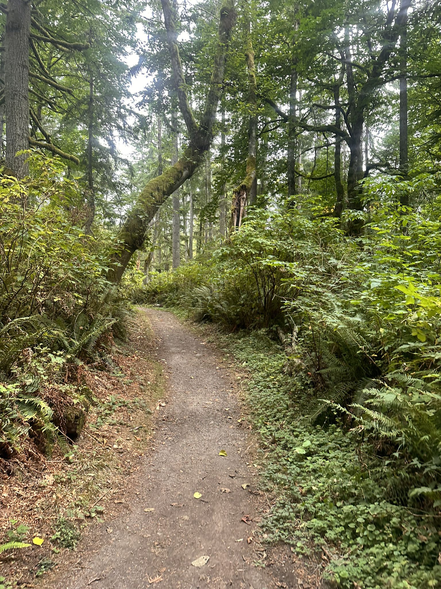 A winding dirt path through a dense, green forest with tall trees. - Longview Peak and Far Country Lookout Loop