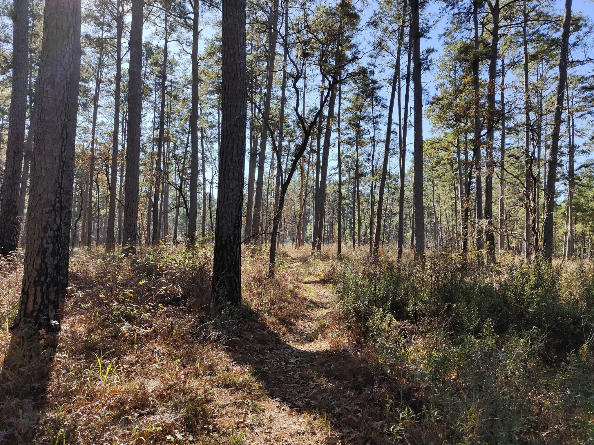 A sun-dappled dirt path winding through a tall pine forest. - Little Lake Creek Loop Trail