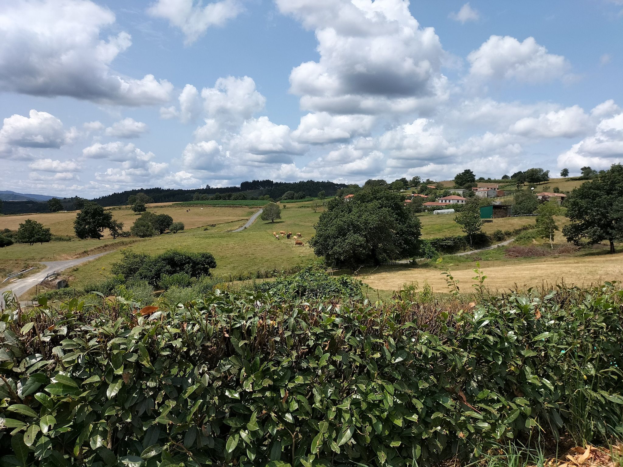 La campagne avec des bovins