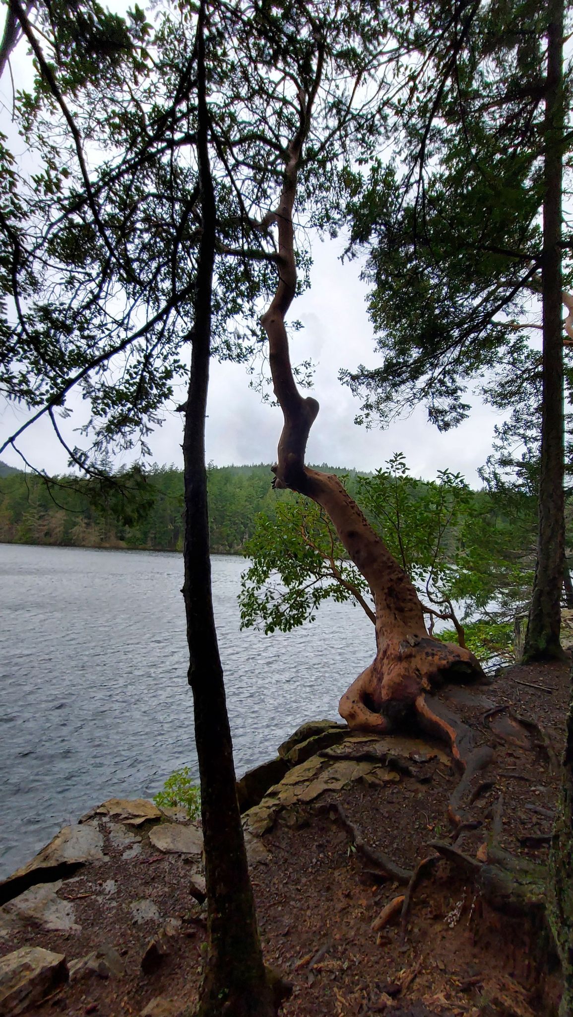 Twisted tree on a rocky cliff overlooking a lake on a cloudy day. - Mount Erie and Whistle Lake Loop