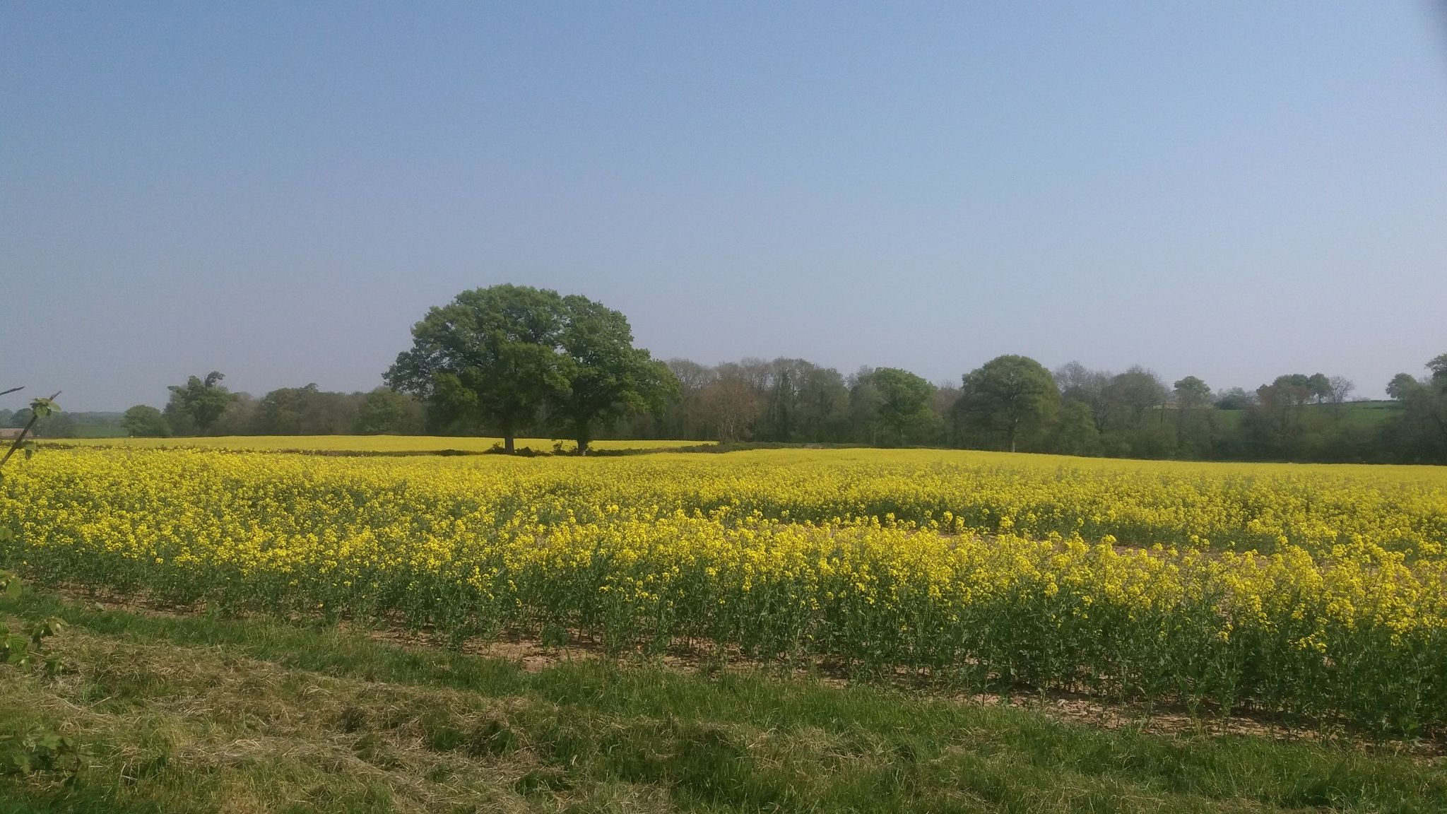 Broxwood