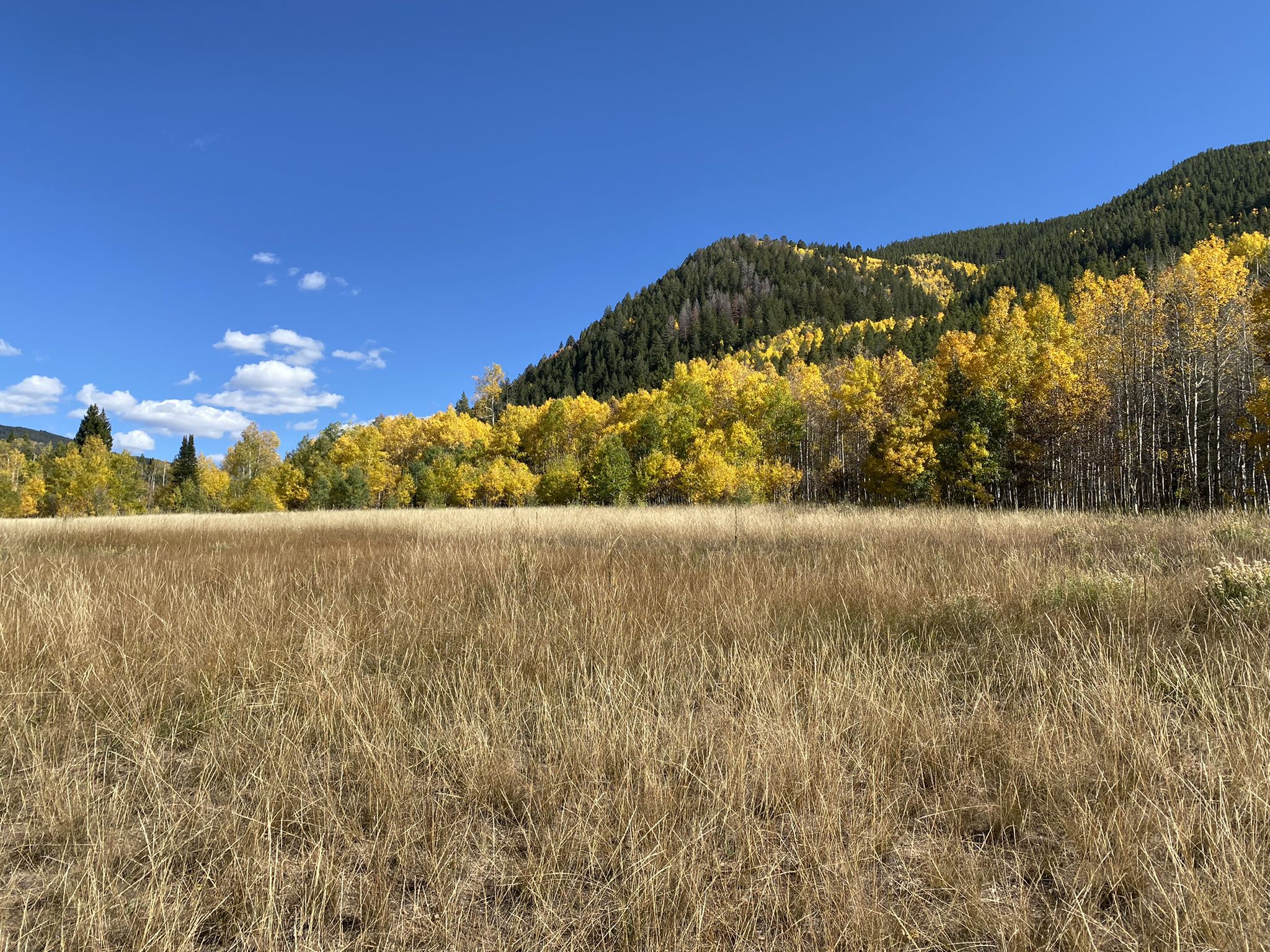 Sunny autumn landscape with golden aspens, a dry field, and a clear blue sky. - Lani White and Hunter Valley Loop Trail
