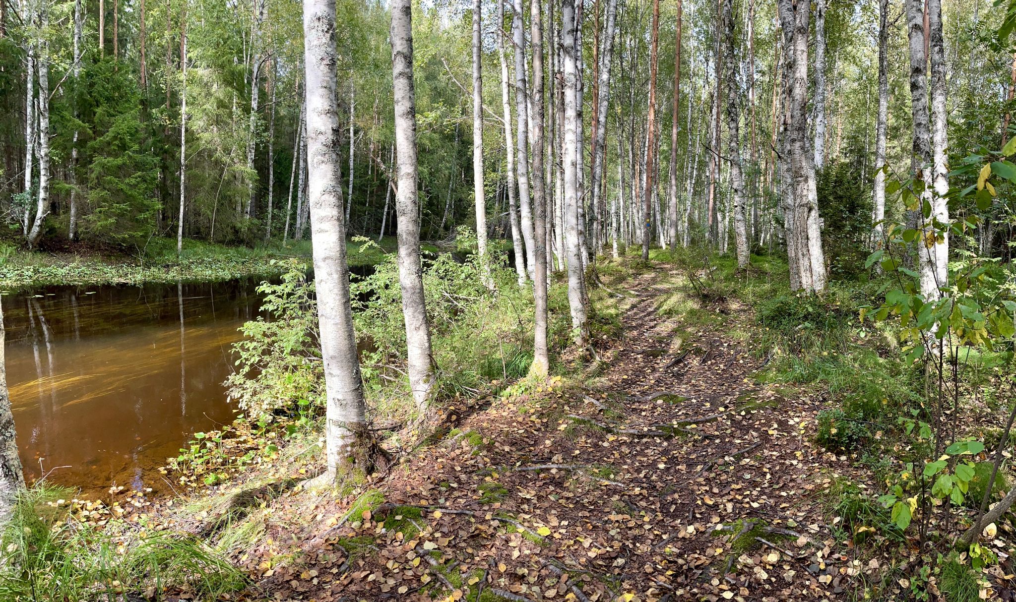 Rutajoki and trail
