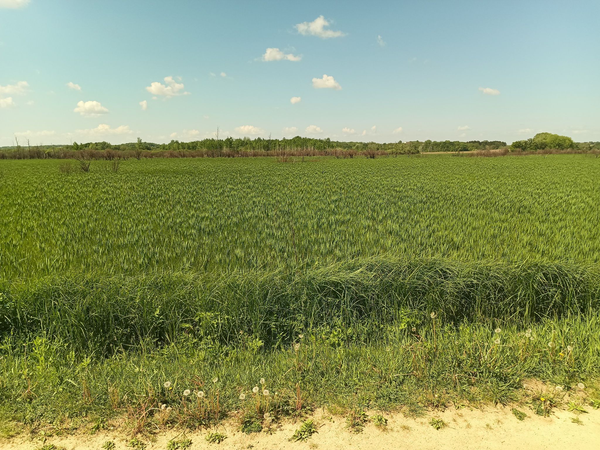 Vast green field with tall grass under a bright blue sky with clouds. - Ice Age Trail Junction Area – Sugar River Wetlands loop from Ice Age Trail Junction Area