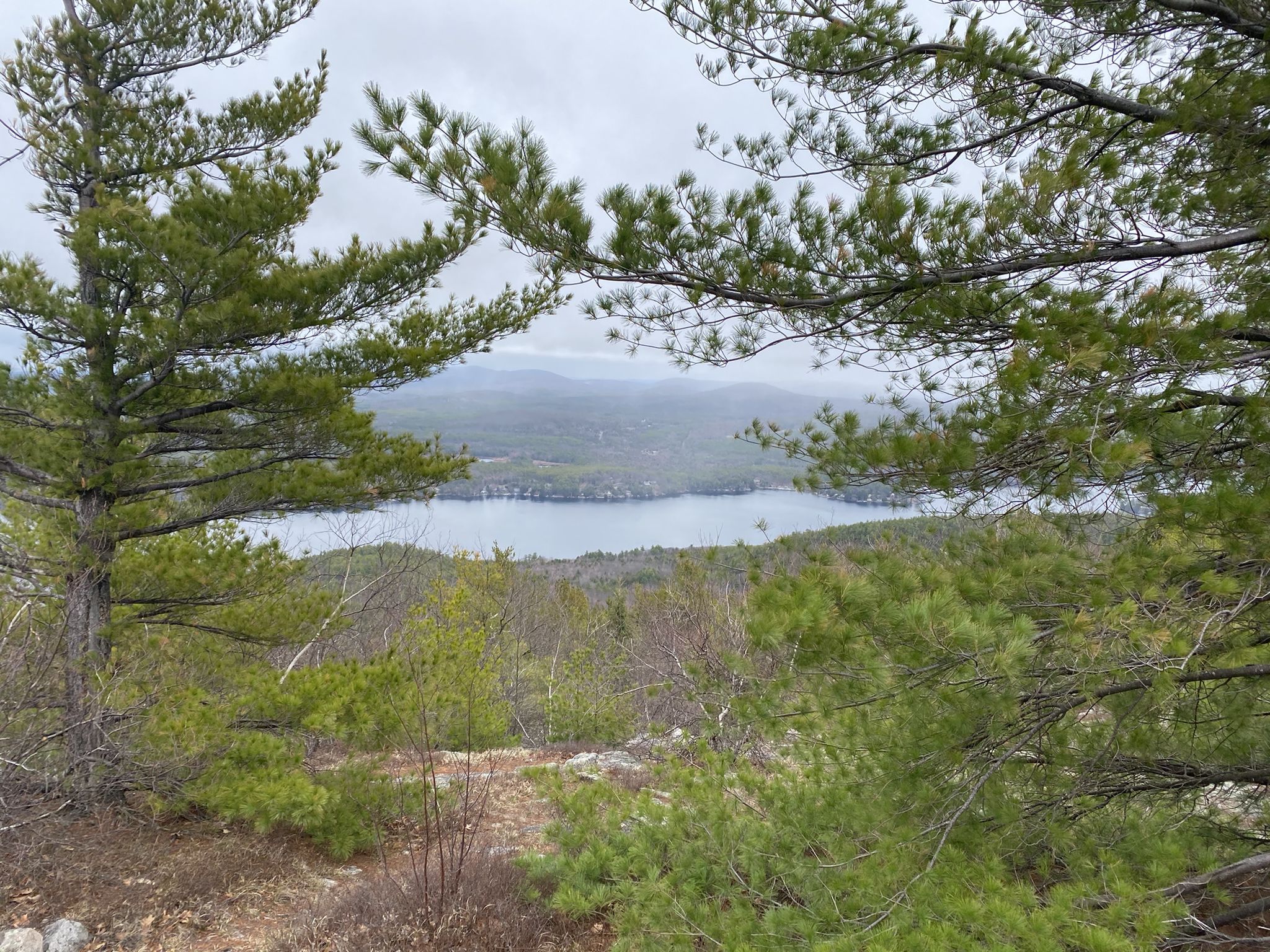 Pine trees frame a view of a lake and mountains under an overcast sky. - Mount Major via Brook and Boulder Loop Trail