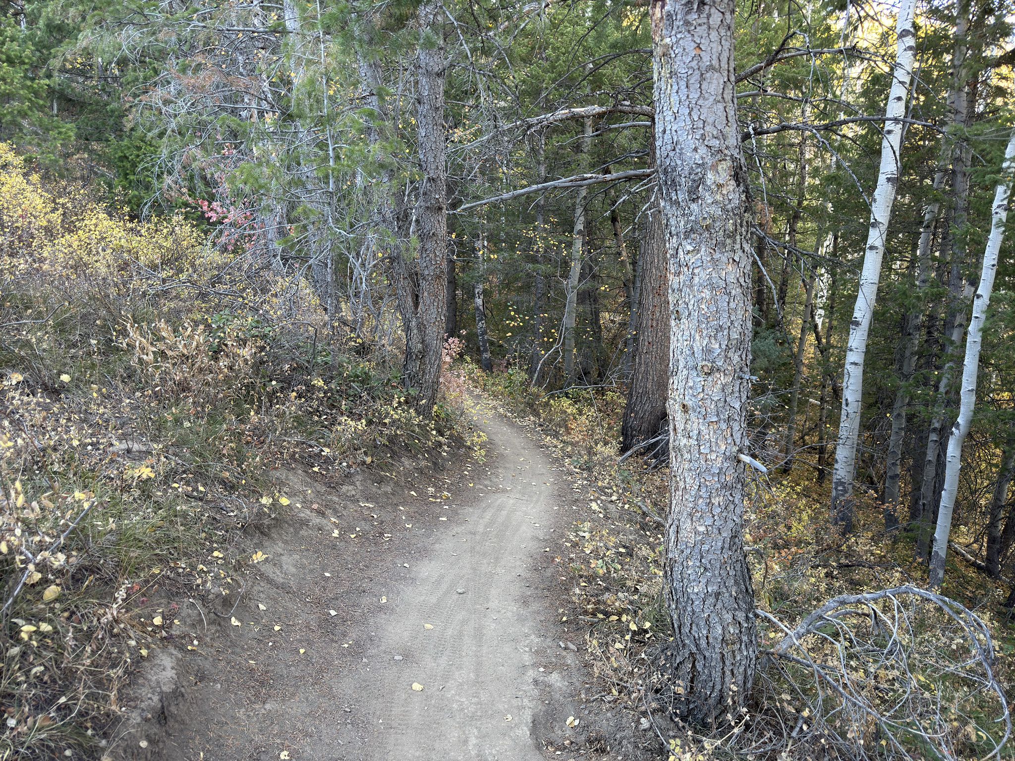 Shaded dirt trail winding through a dense forest with autumn foliage. - Slate Creek, Left Hand, and White Fir Loop