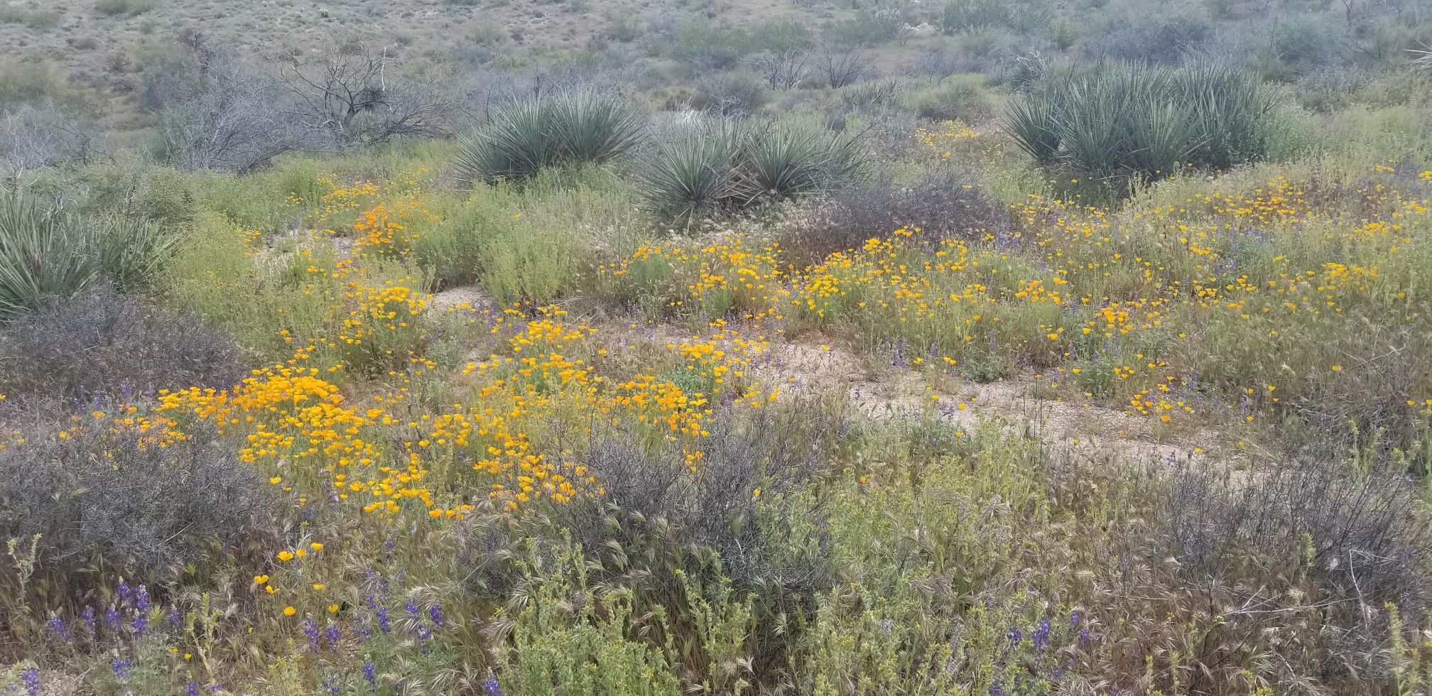 Lush desert ground covered in yellow and purple wildflowers and green shrubs. - Cone Mountain Loop Trail