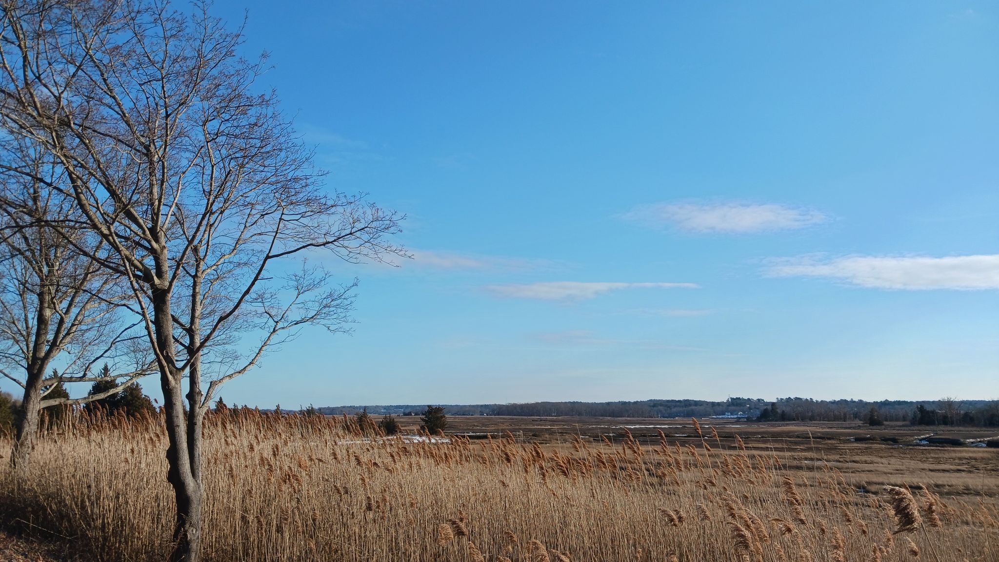 Golden reeds and bare trees in a marsh under a clear blue sky. - Wompatuck State Park – Wompatuck State Park loop from East Weymouth