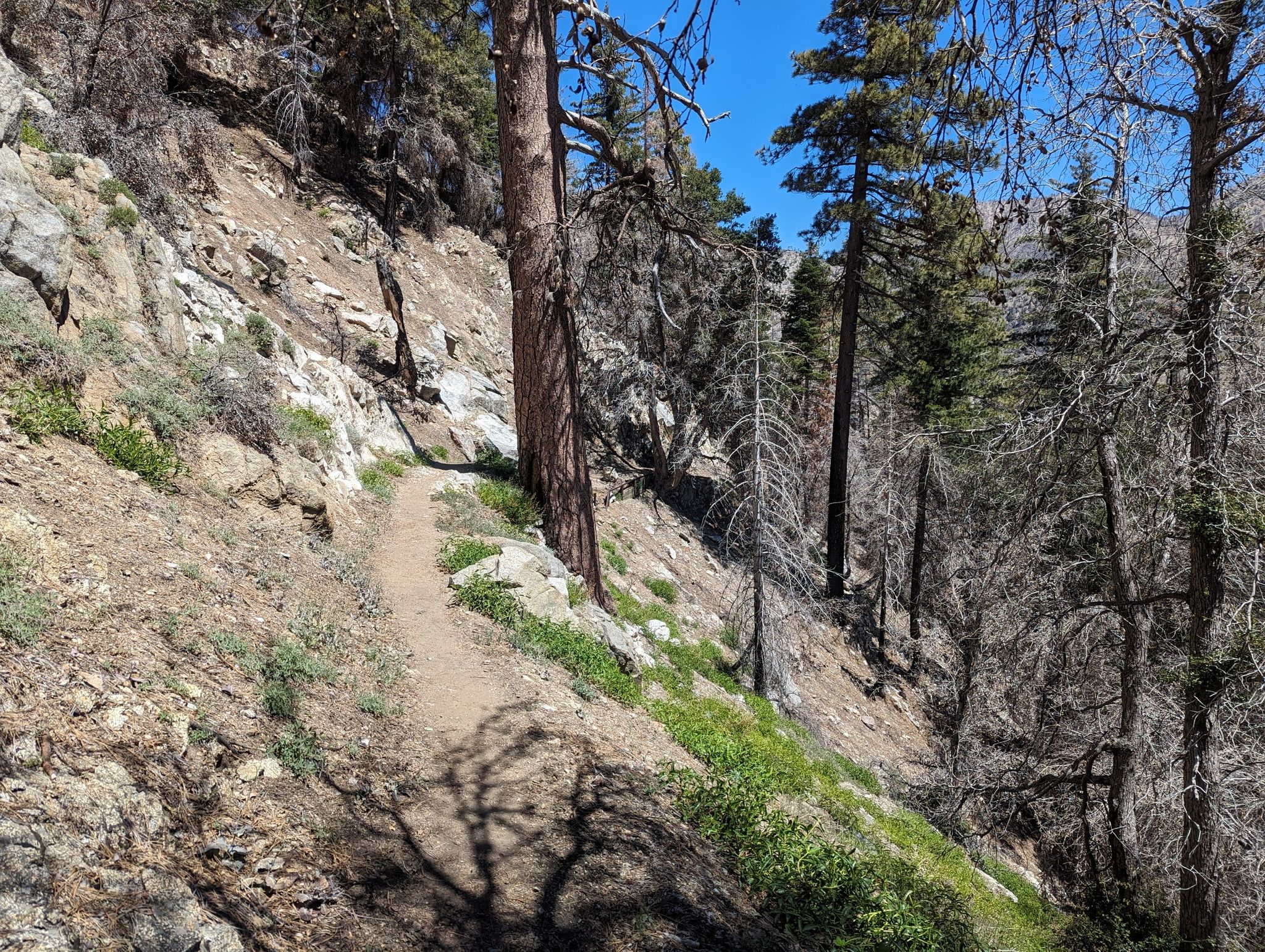 A narrow dirt trail winds along a sunny, steep, forested hillside. - Burkhart Trail