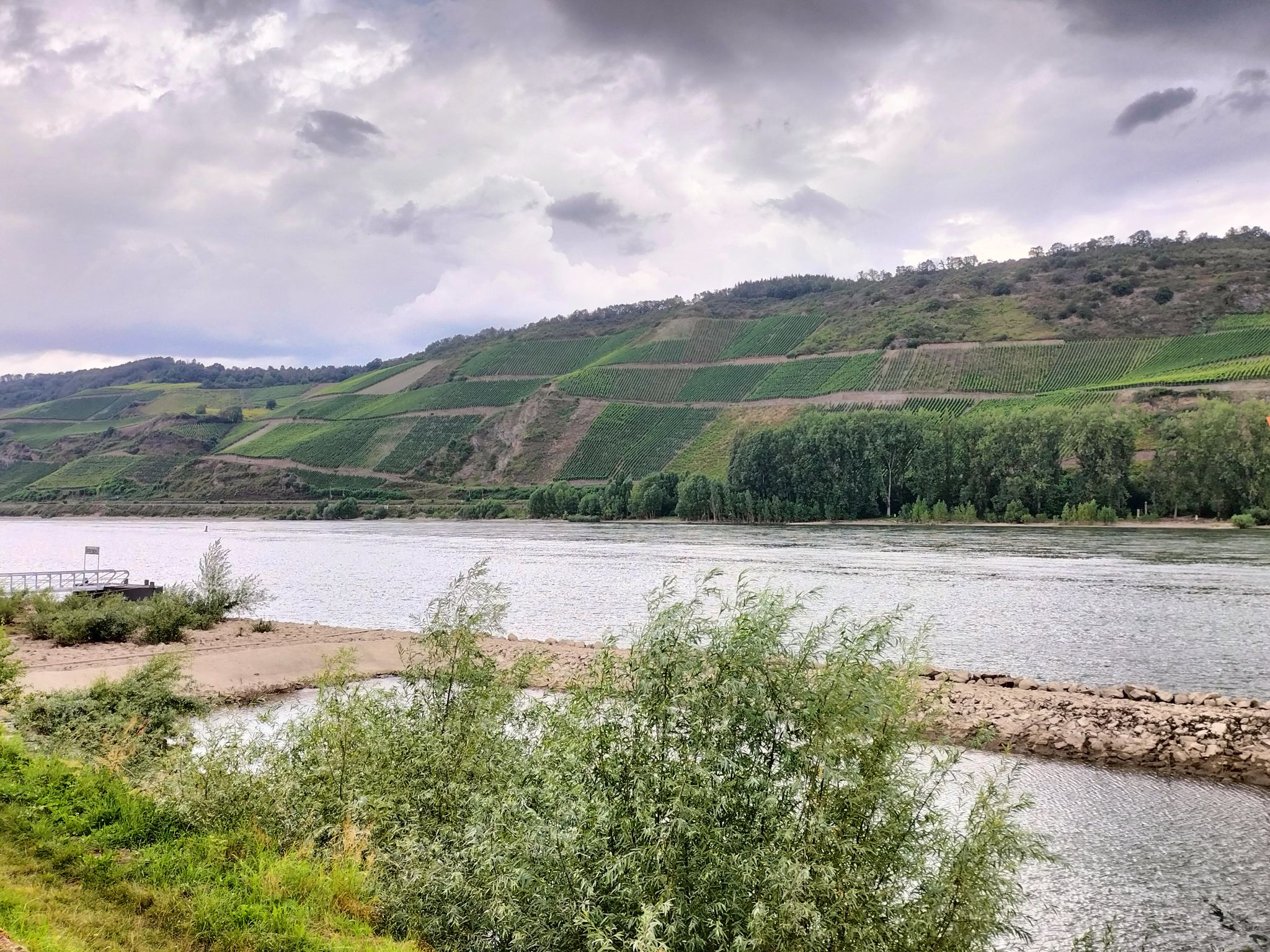 Vignes rhénanes