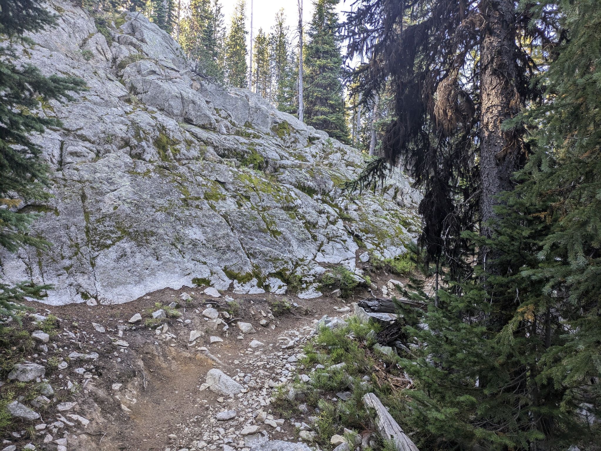 Narrow dirt trail alongside a mossy rock face in a shaded forest. - Elkhorn Crest National Recreation Trail