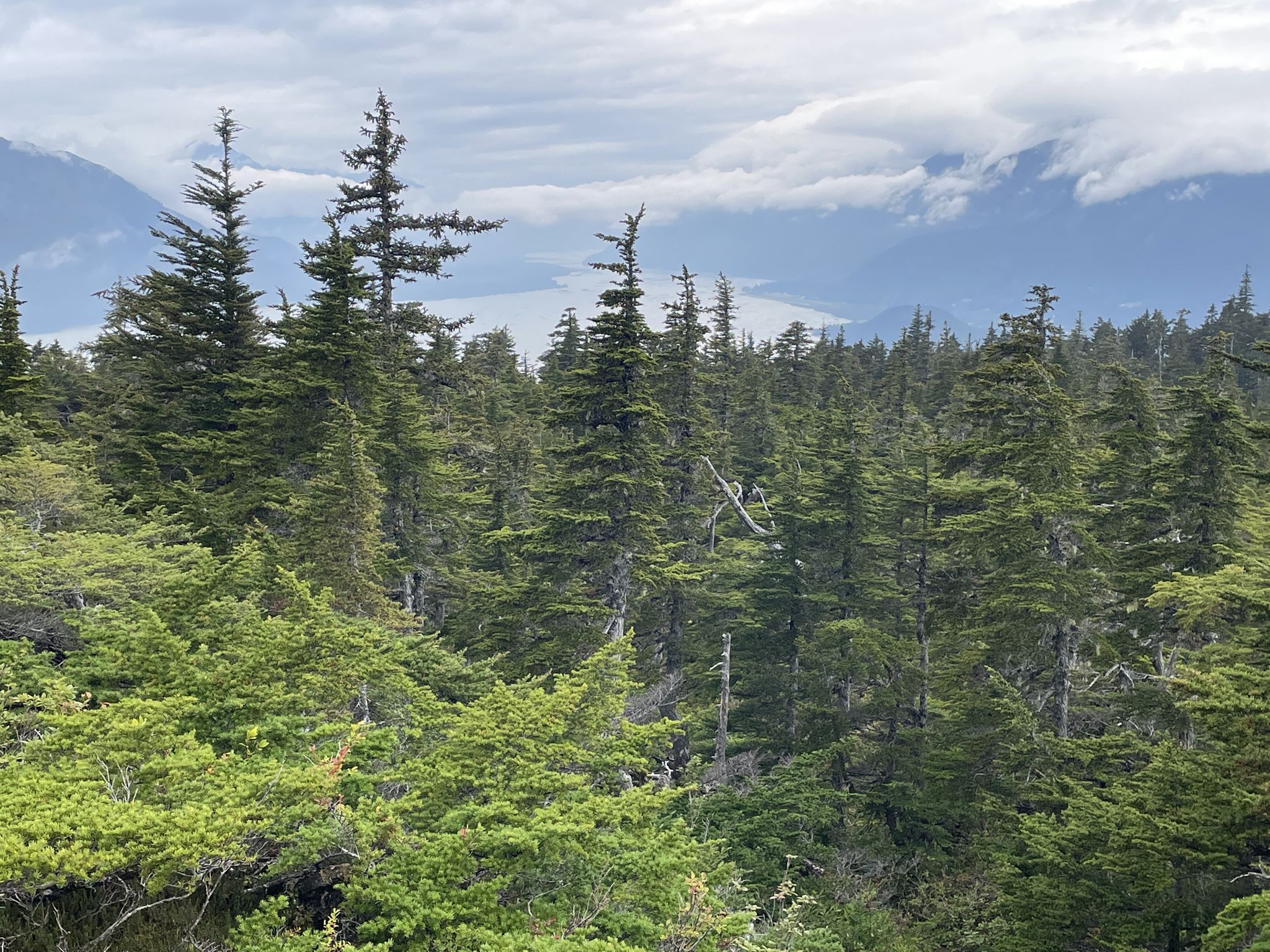 Overcast day, dense evergreen forest with distant water and cloudy mountains. - Mount Riley Trail
