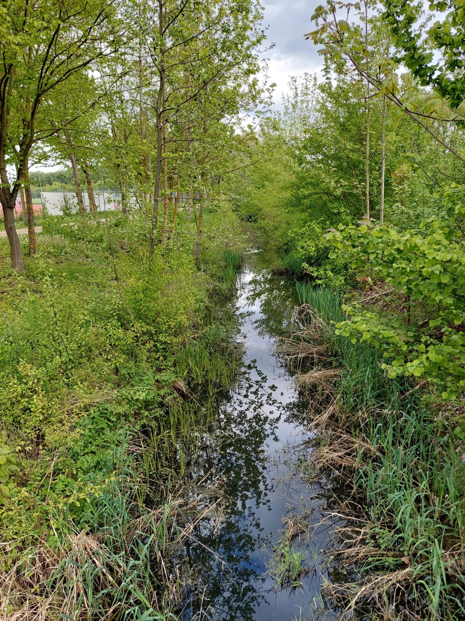 Moosgraben