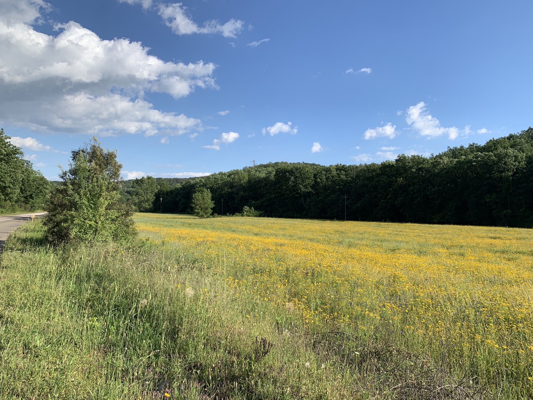 Finally springtime in #maremma! 