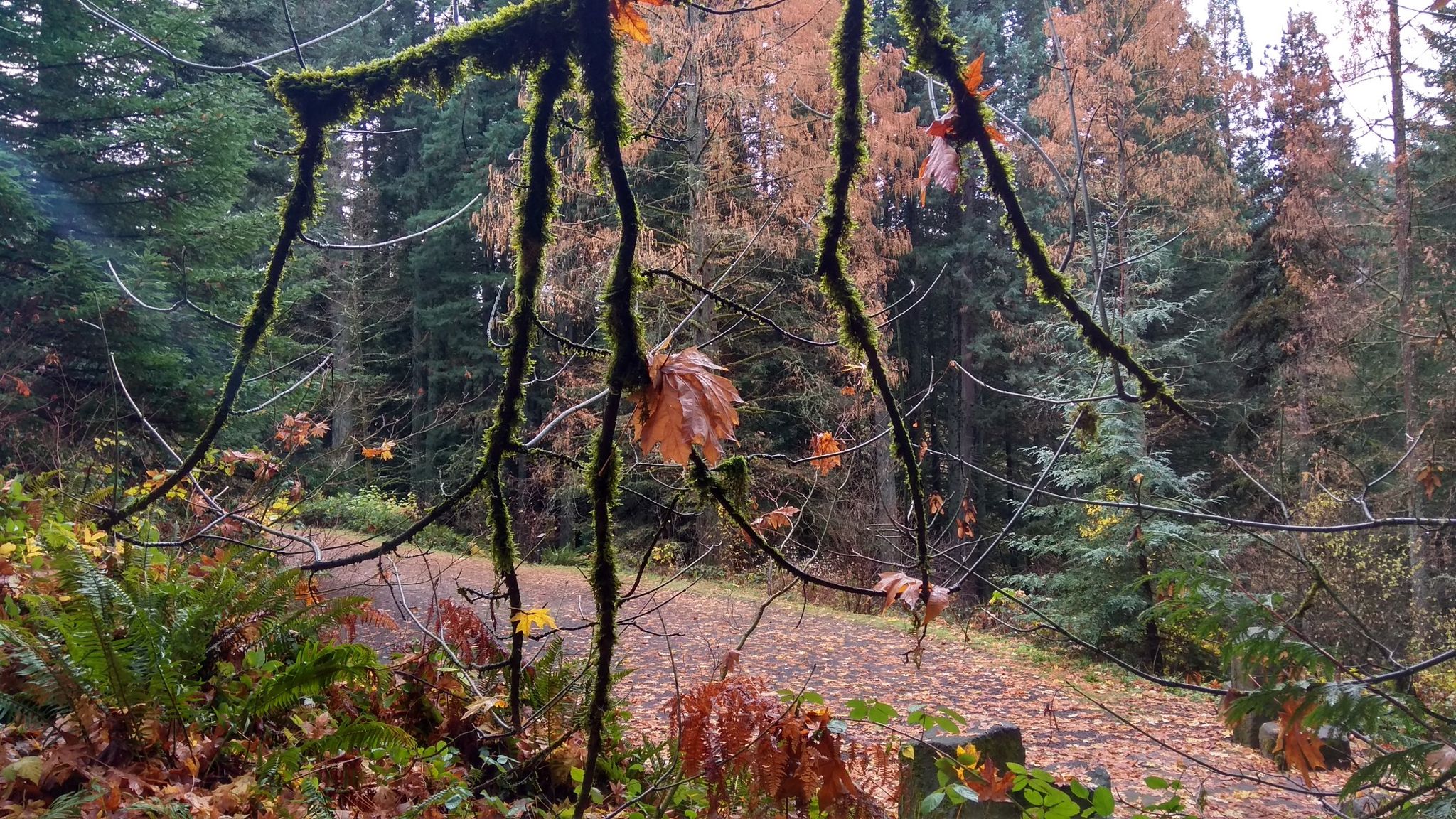 Mossy branches frame a forest path with autumn leaves and tall trees. - Bristlecone Pine Loop