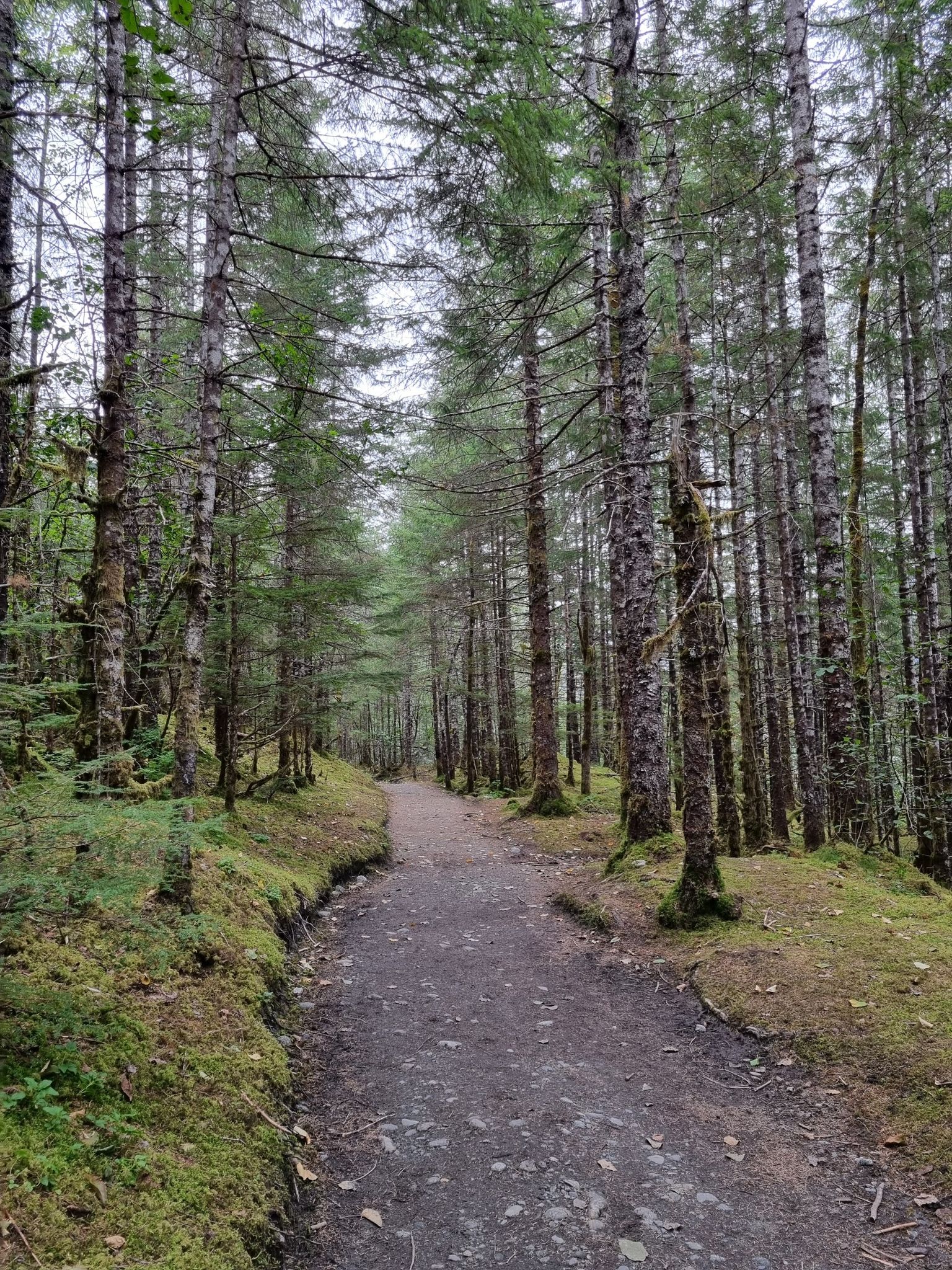 A narrow dirt path winds through a dense, tall evergreen forest. - West Glacier Trail