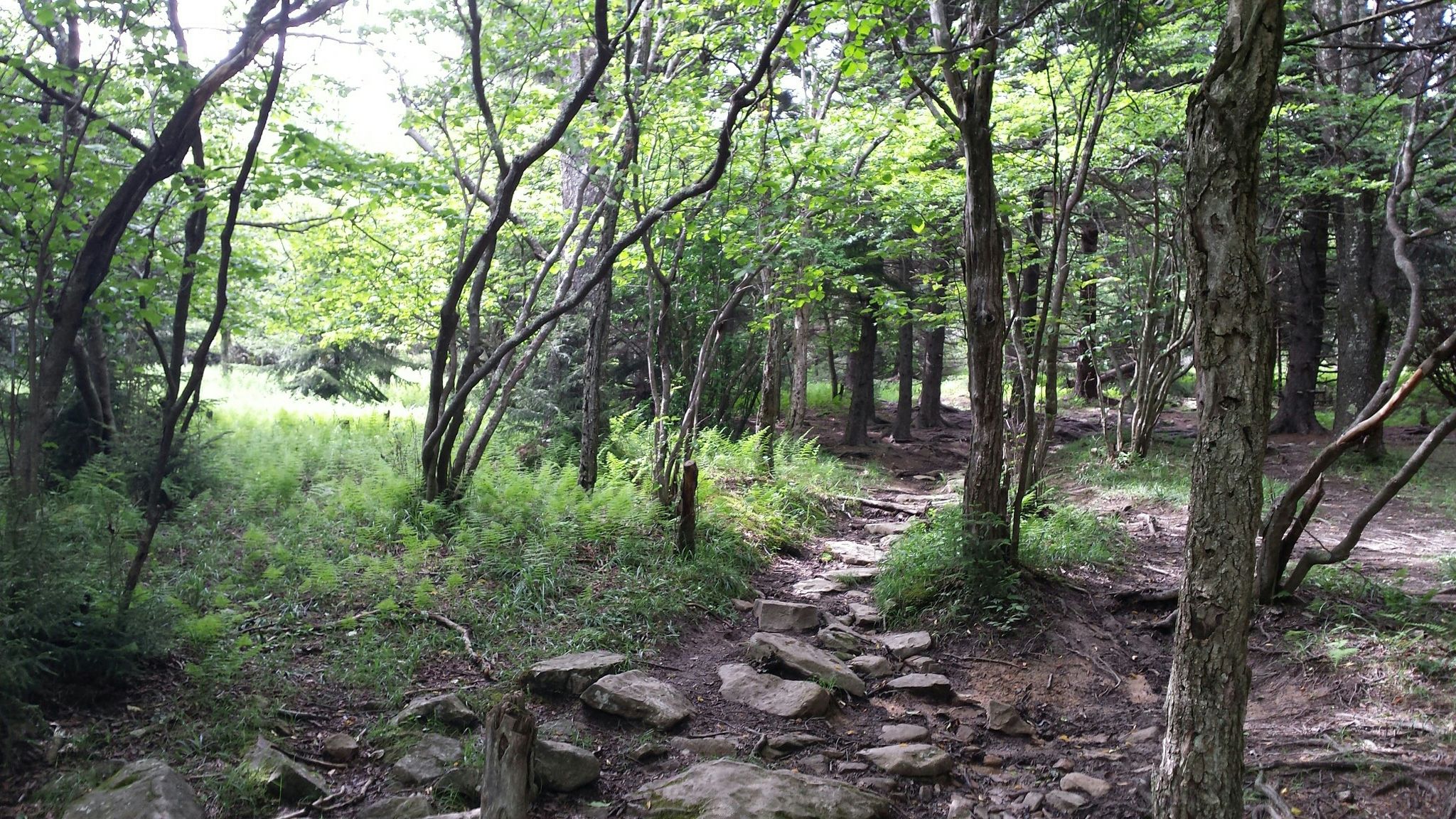 A rocky trail leads through a sun-dappled forest with tall, slender trees. - Blackbird Knob Trail