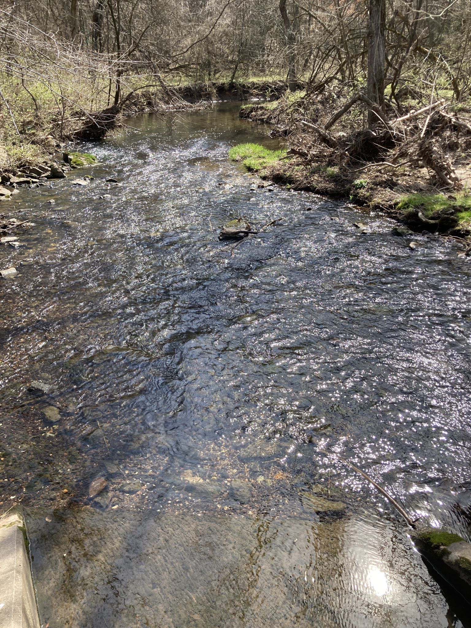 Sunlight sparkles on a clear, shallow stream flowing through a wooded area. - South Creek and Wilson's Creek Greenways Loop