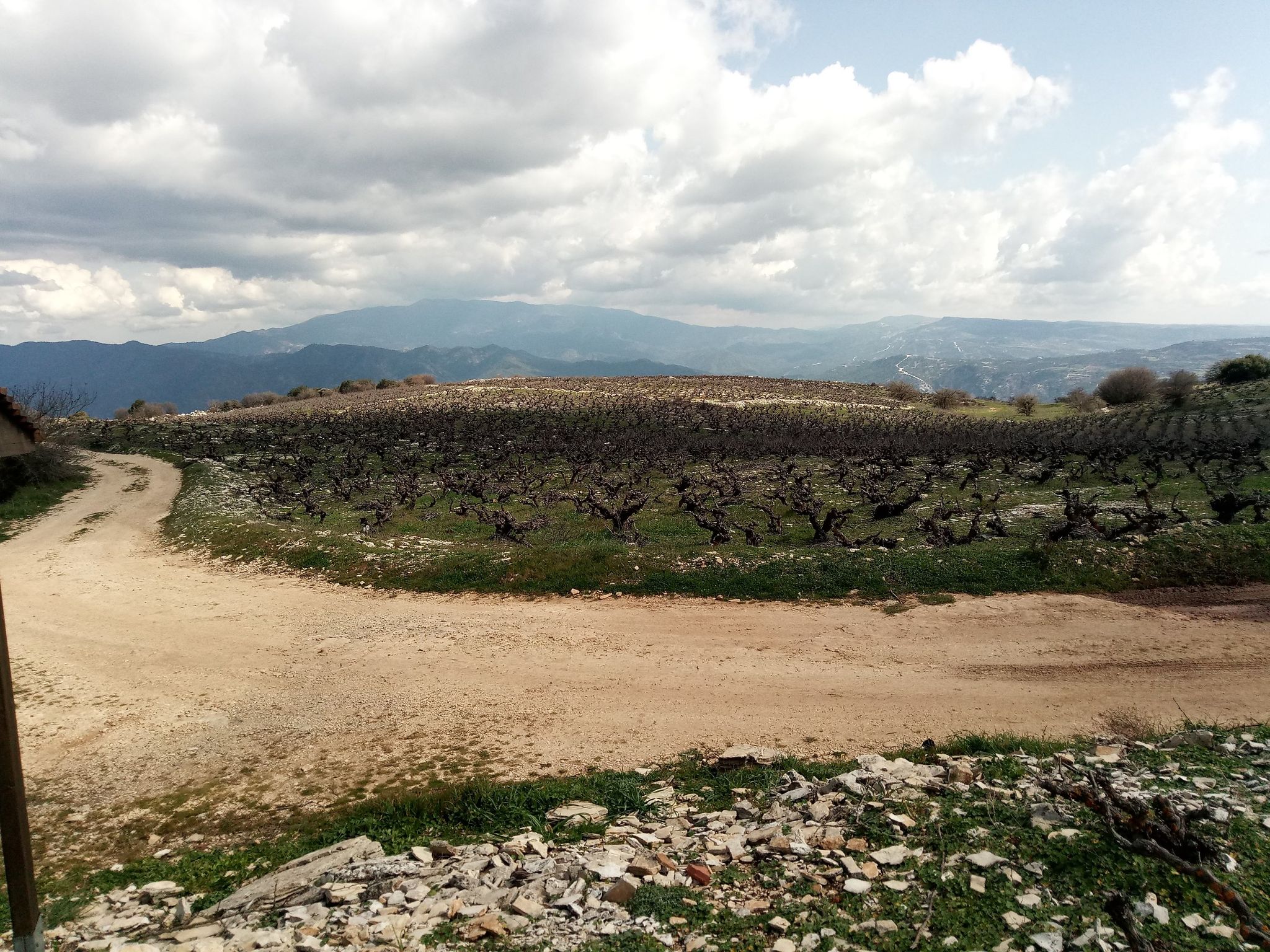 Weinberge  mit Olympos im Hintergrund