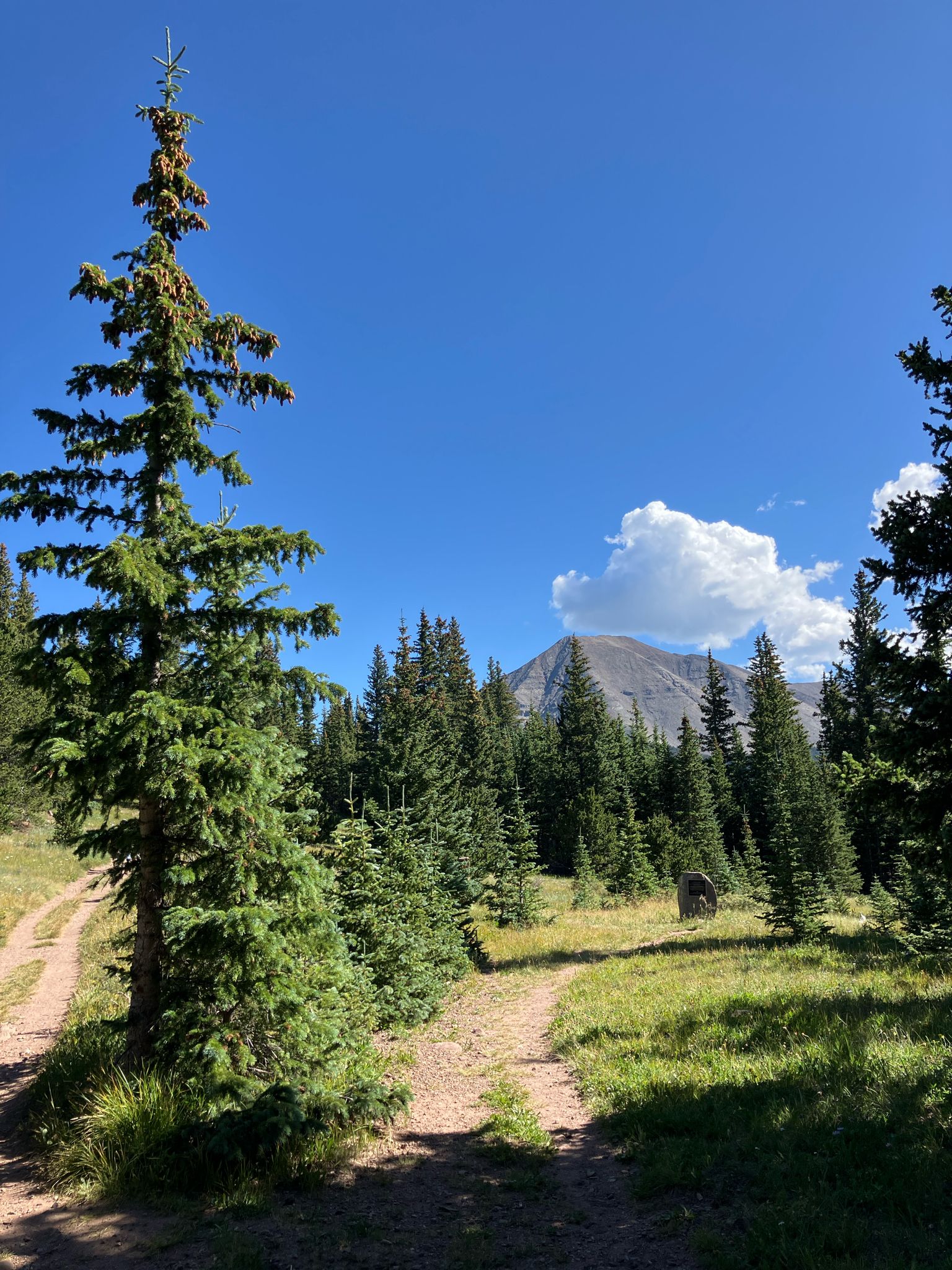 Dirt path through a sunny forest leading to a distant mountain peak. - West Spanish Peak Trail