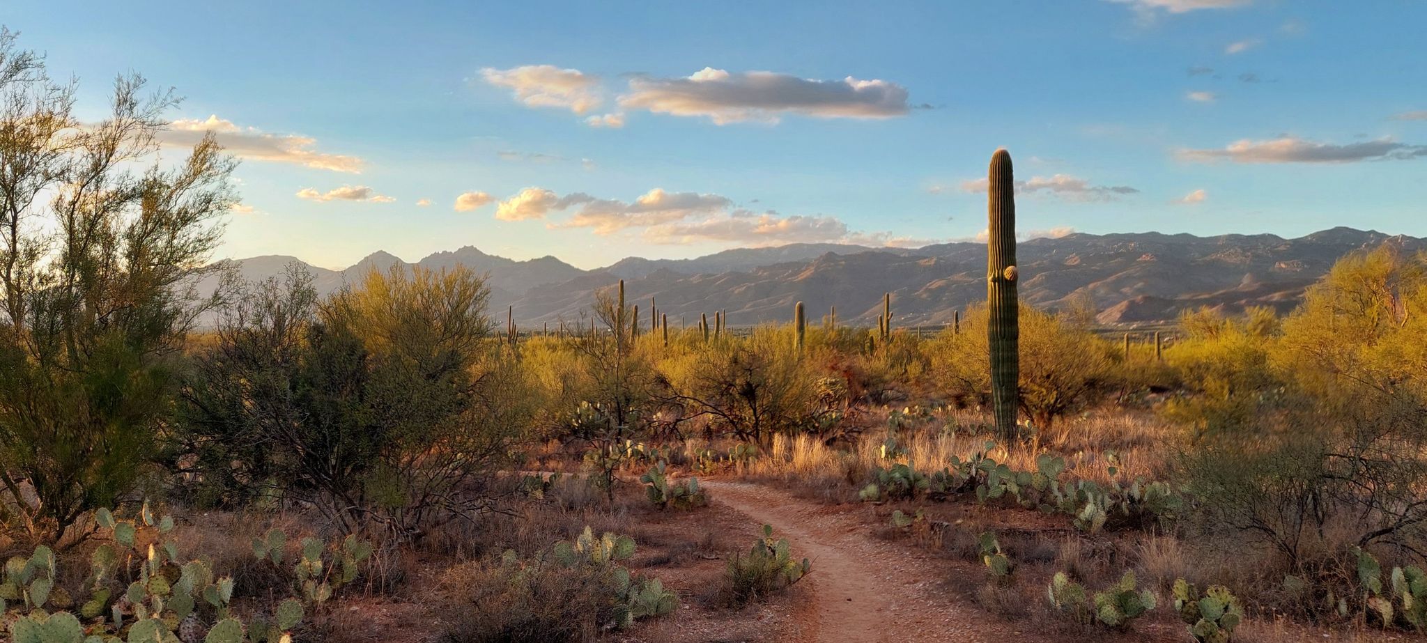 Desert trail winding through cacti and shrubs under a golden hour sky. - Loma Verde Loop