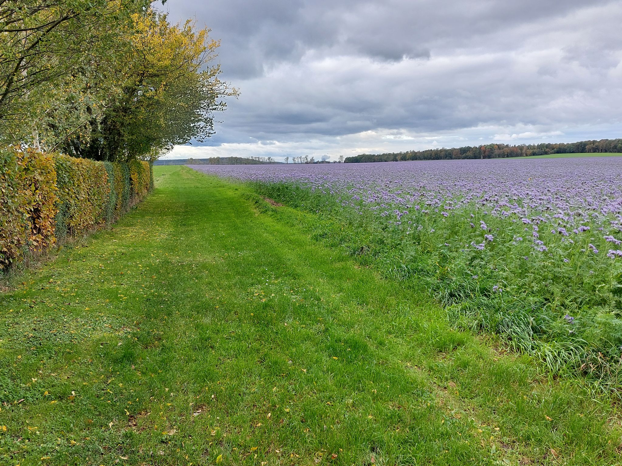 blau-violetter Blütenteppich (Phacelia)