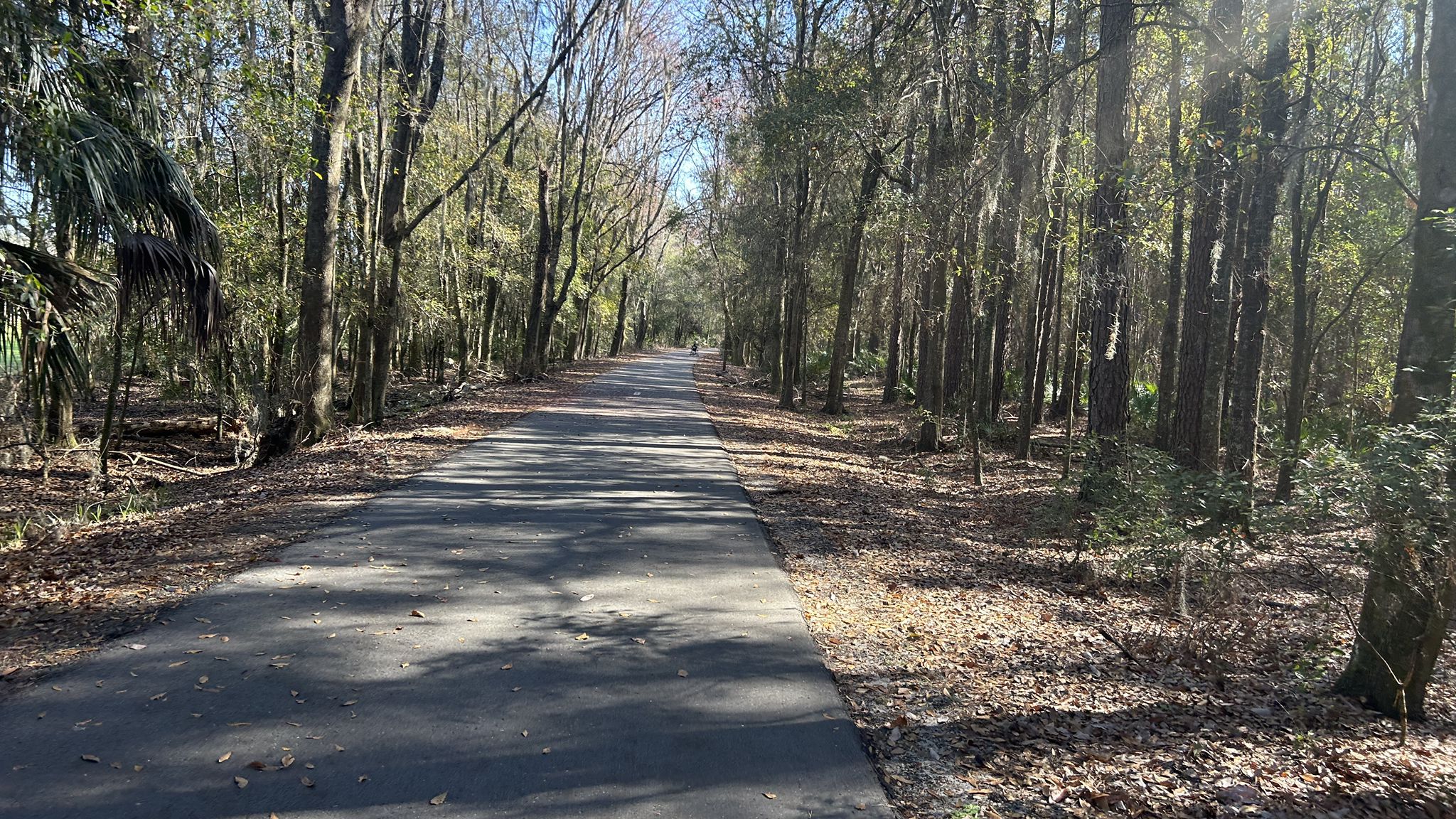 Paved path winding through a sunlit forest with tall, mossy trees. - Jacksonville-Baldwin Rail Trail