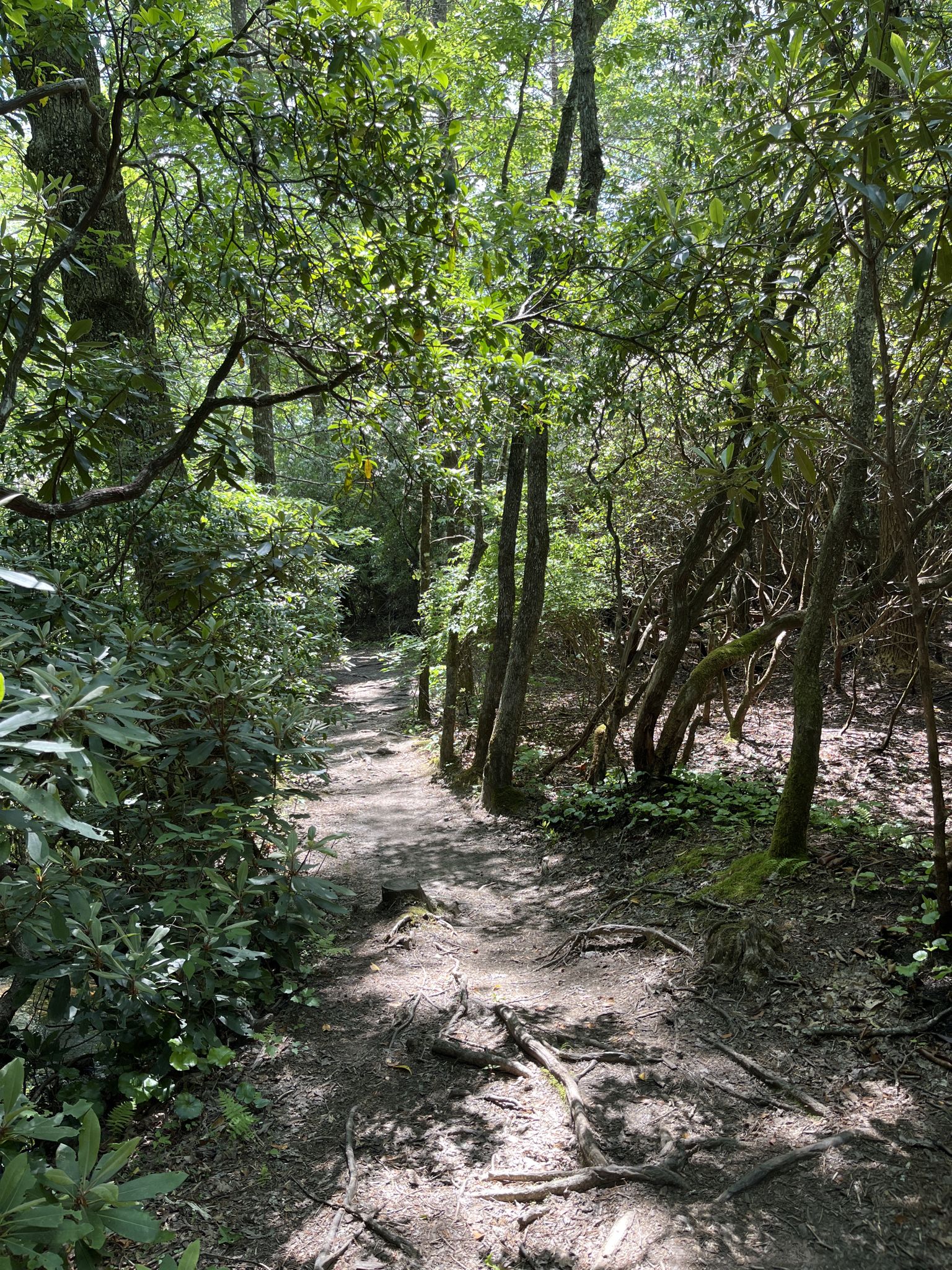 A winding dirt path with exposed roots through a sunlit, dense forest. - Pink Beds Loop Trail – Billy Branch Falls (aka, High Falls) loop from Ping Beds Trail Parking Lot
