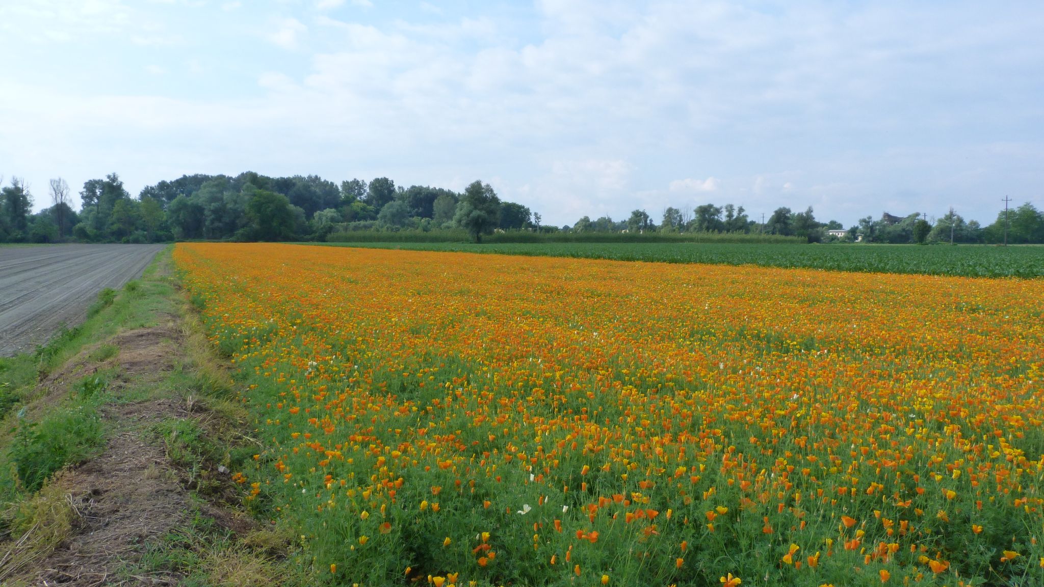 L'Escolzia (Eschscholzia Californica)