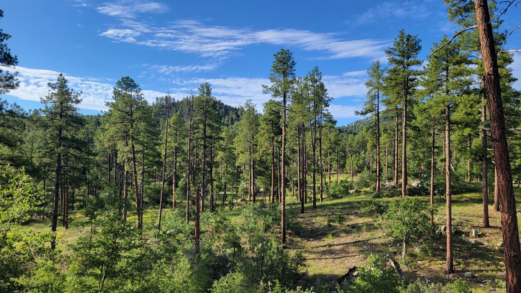 Sunny pine forest with green undergrowth under a blue sky. - Williams Peak Trail – Skull Valley Overlook loop from White Rock TraIlhead