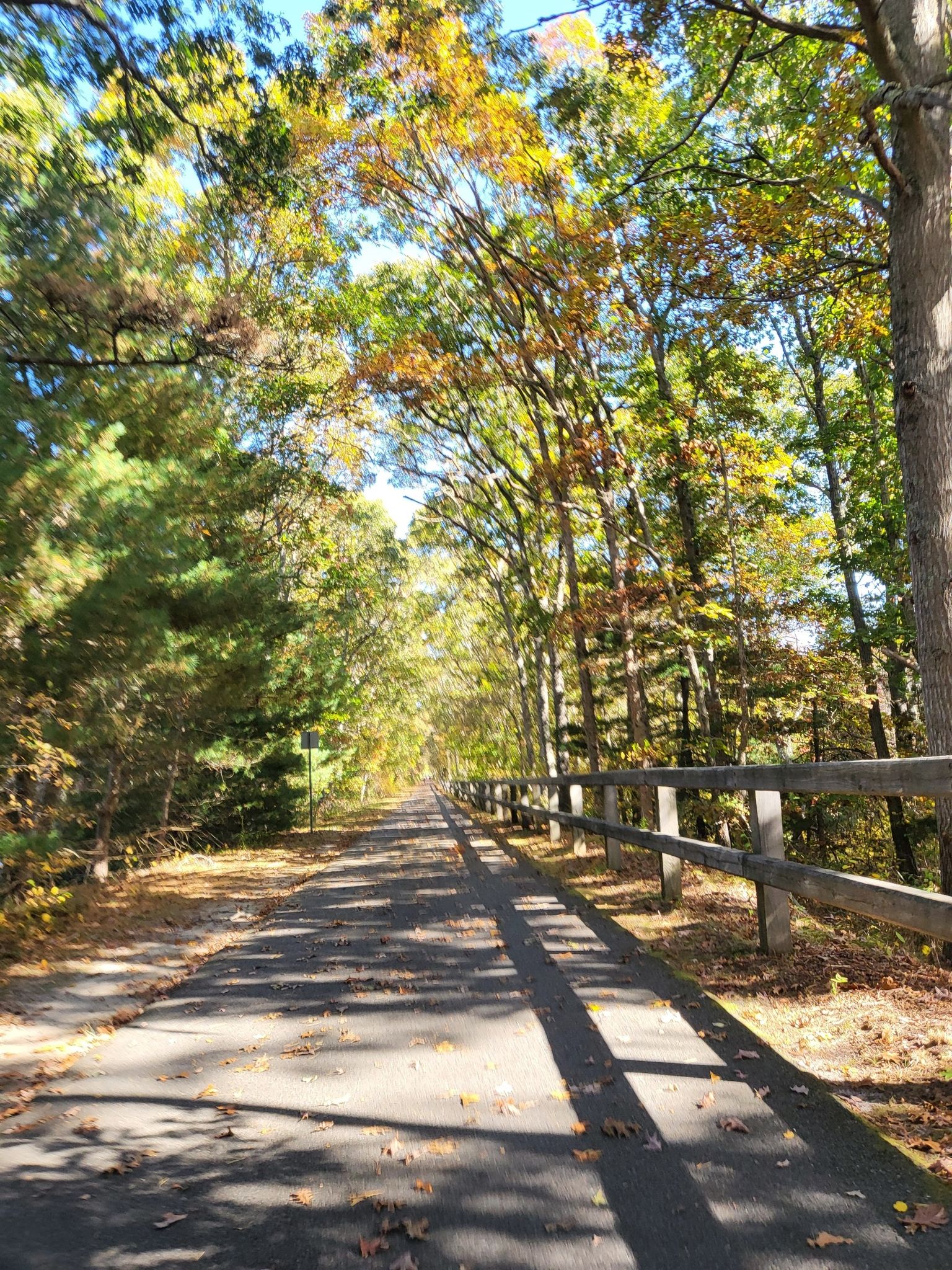 Paved path through a forest with autumn foliage and dappled sunlight. - Ocean viewpoint loop from Brewster