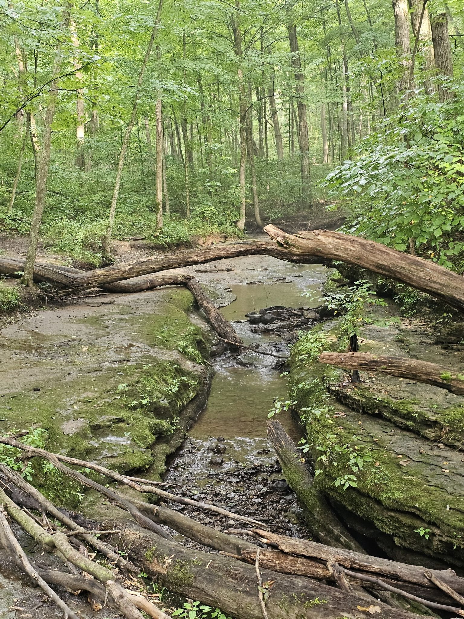 A small muddy stream with fallen logs in a green, mossy forest. - Hell's Hollow Trail