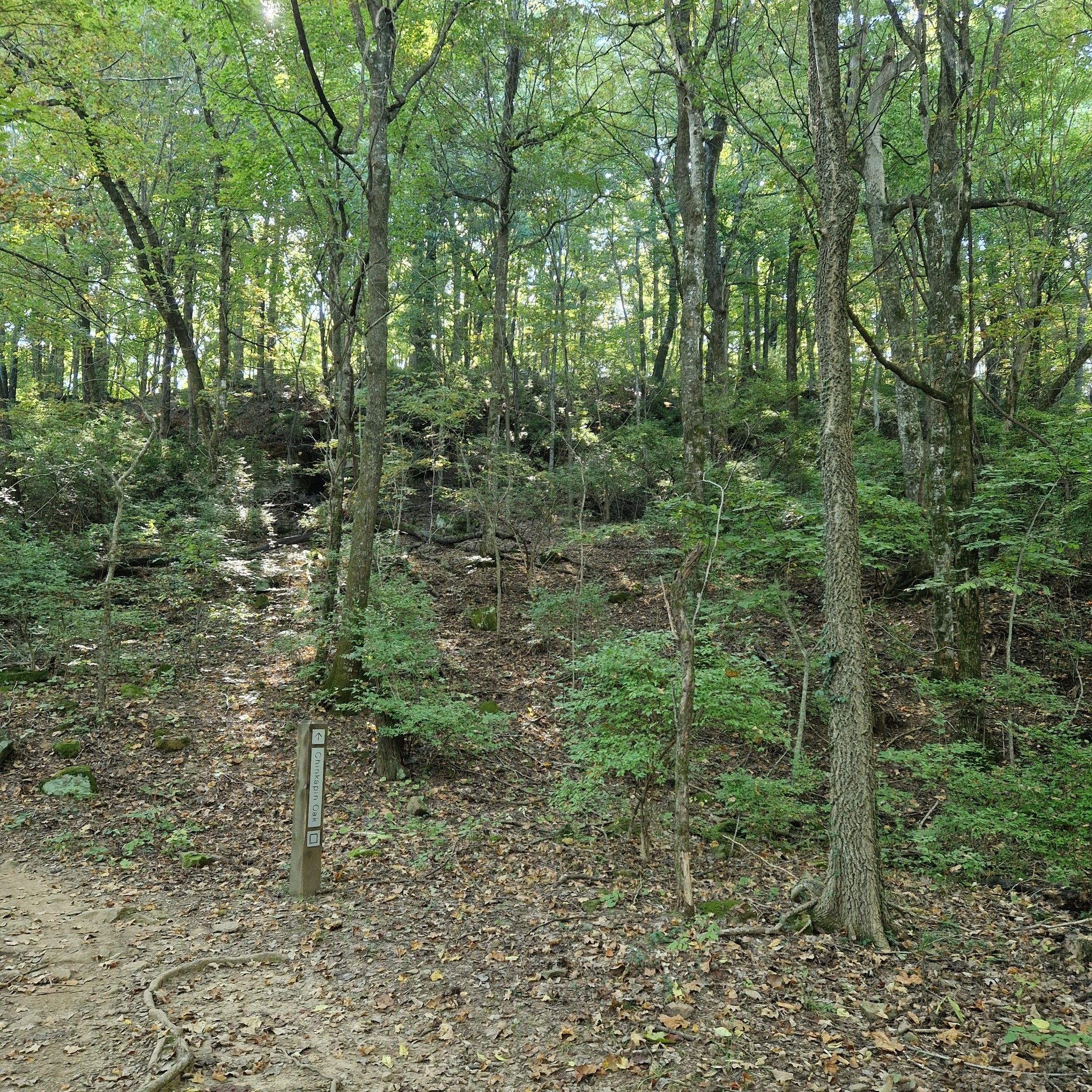 Dappled sunlight illuminates a dirt path winding uphill through a dense green forest. - Mount Kessler and Crazy Mary Trail Loop