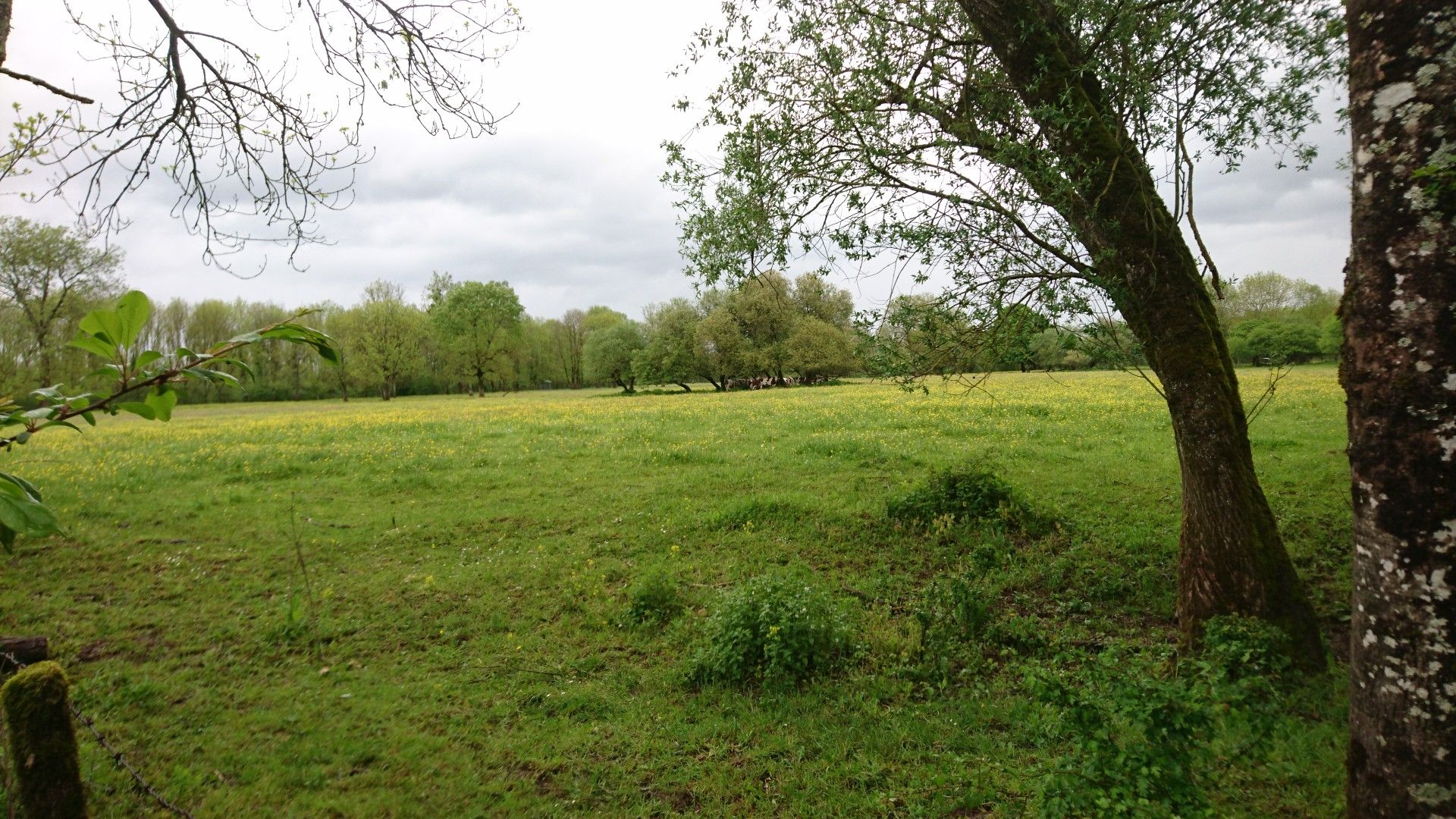 Weide im Regen