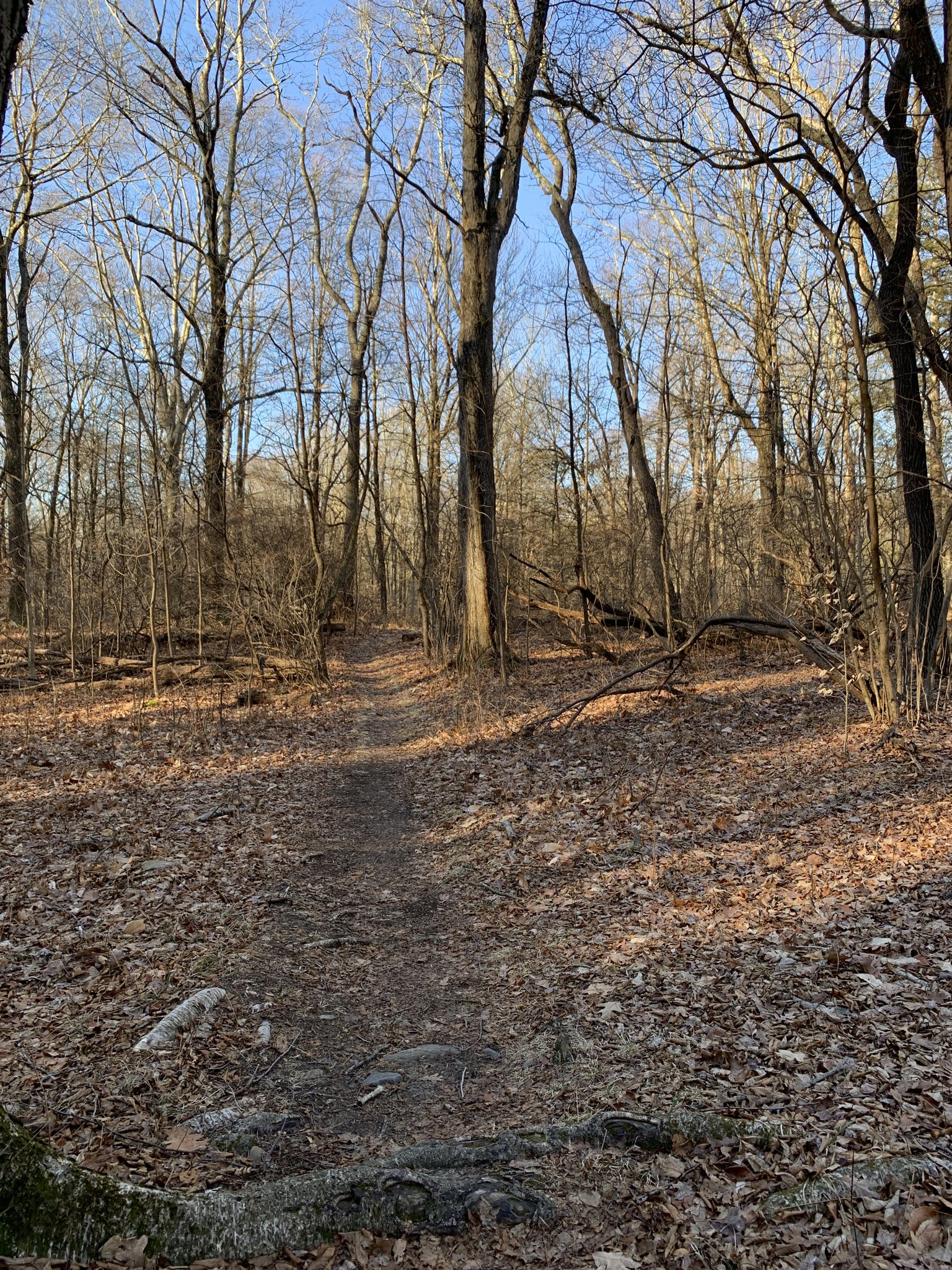 A narrow dirt path winds through a sunlit forest of bare trees and fallen leaves. - Three Lakes and Appalachian Trail Loop
