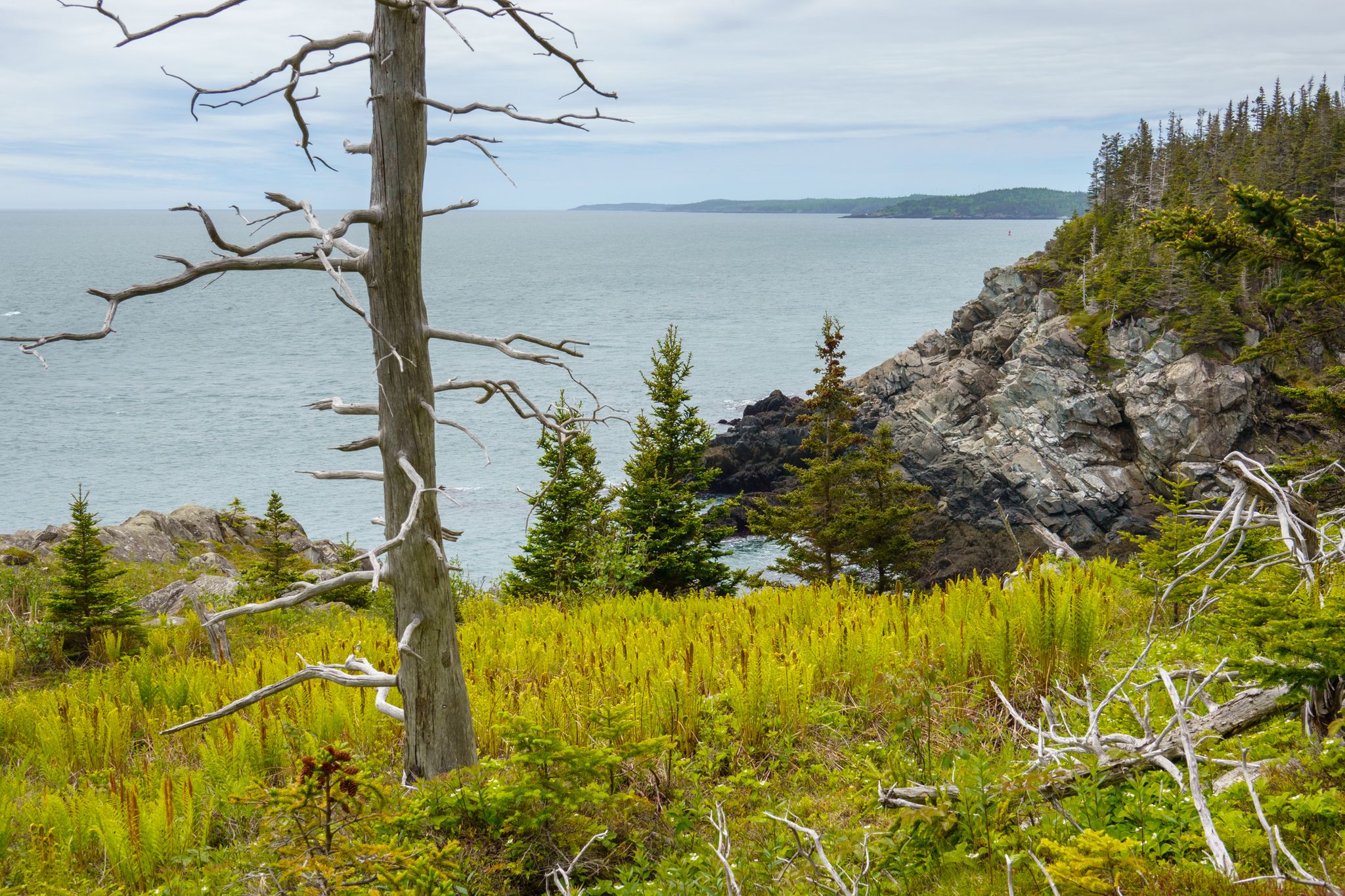 Dead tree overlooks a calm ocean and rocky, forested coastline under diffused light. - Boot Head Trail